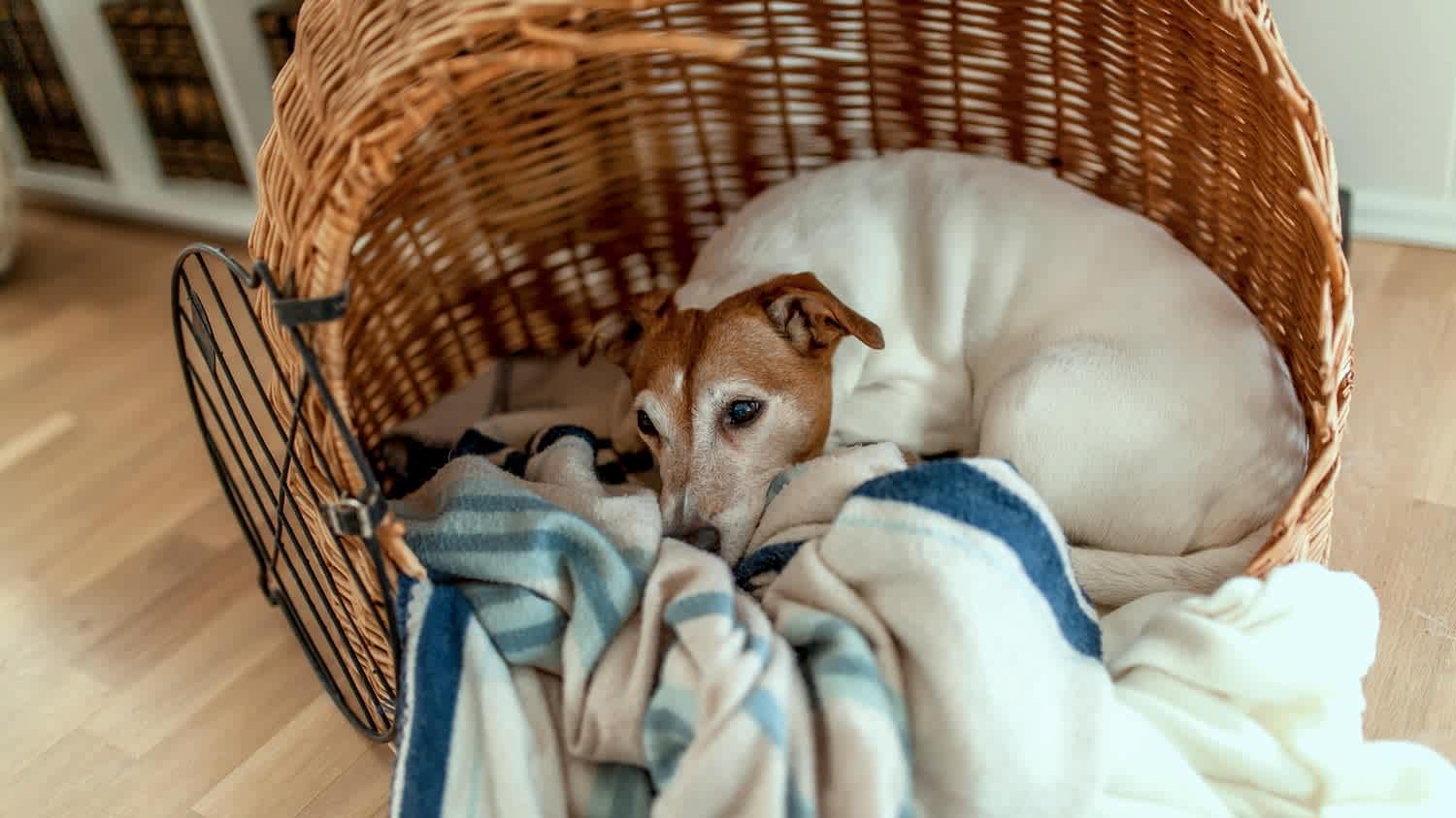 A dog lying down in a rattan basket