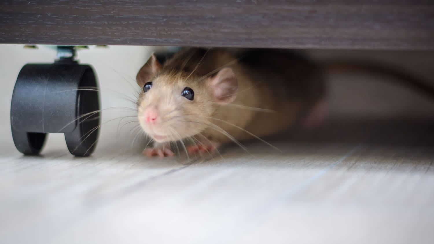 Mouse hides under furniture in house