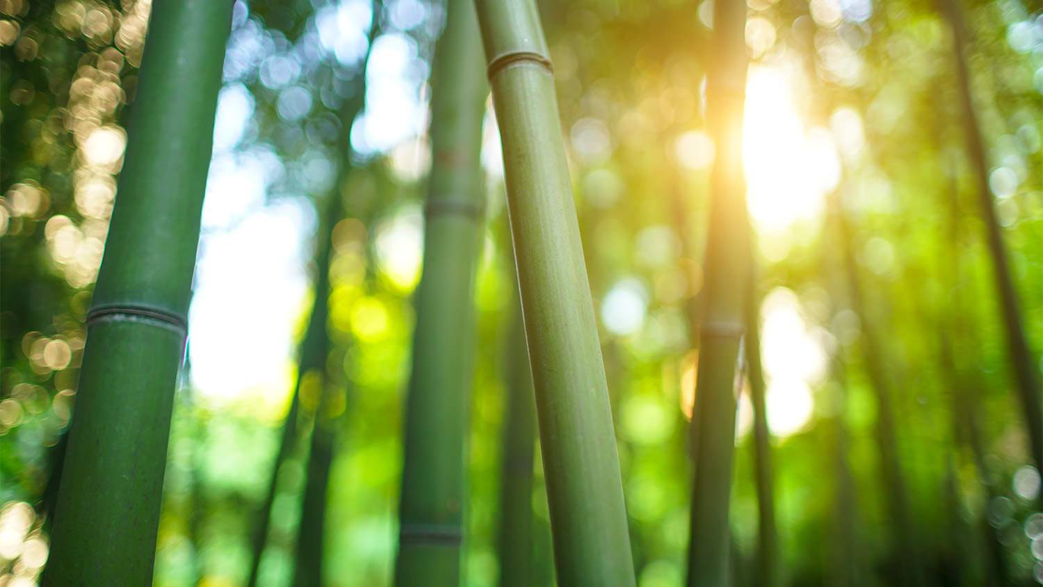 Sun shining through bamboo.