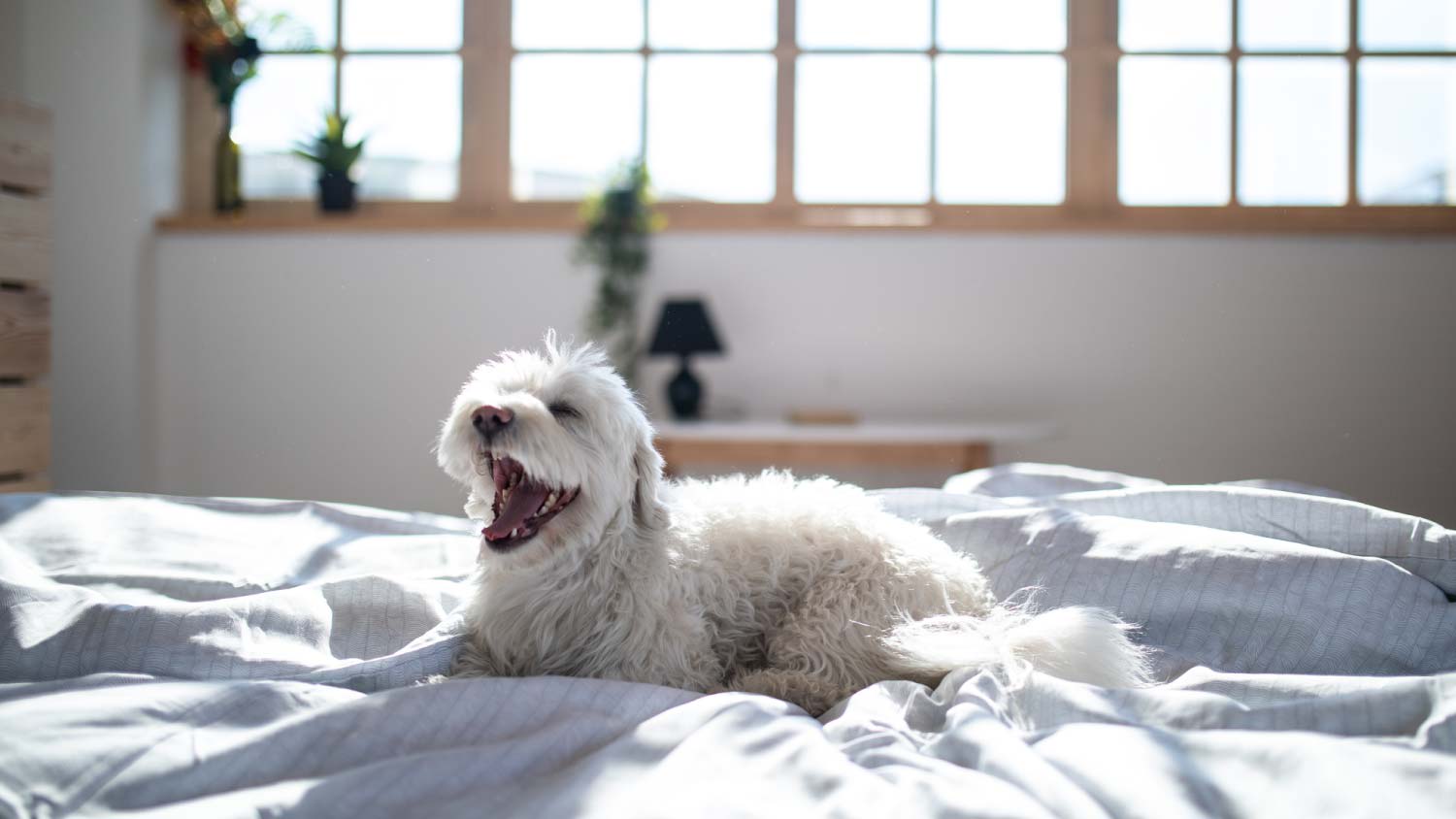 A dog on bed with open snout