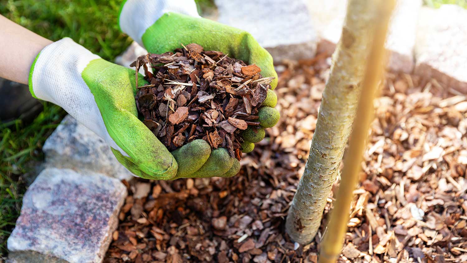 Laying mulch around a young tree