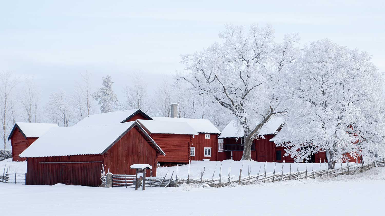 Farm with big trees covered with snow