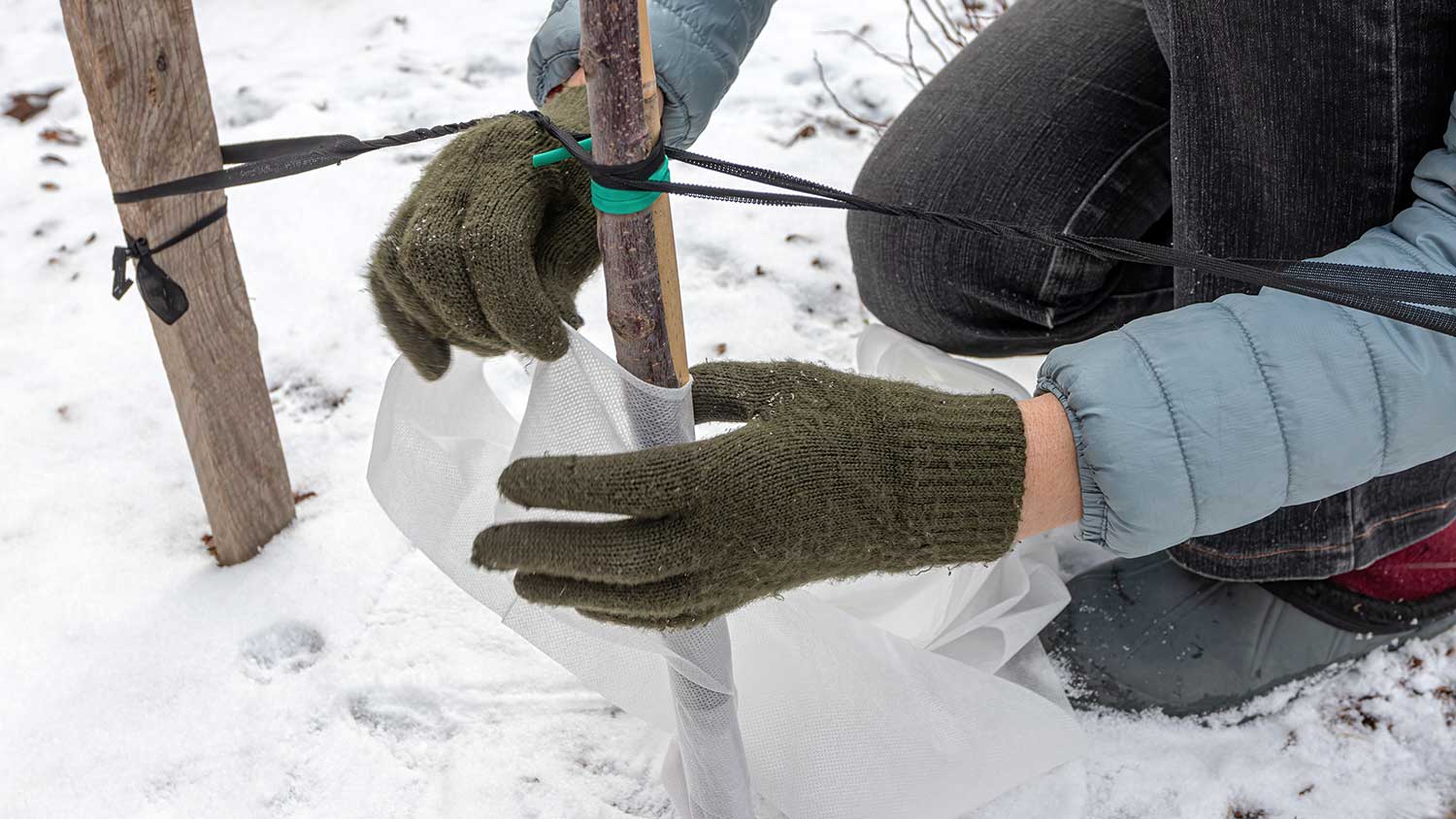 Gardener wrapping apple tree trunk with a bandage