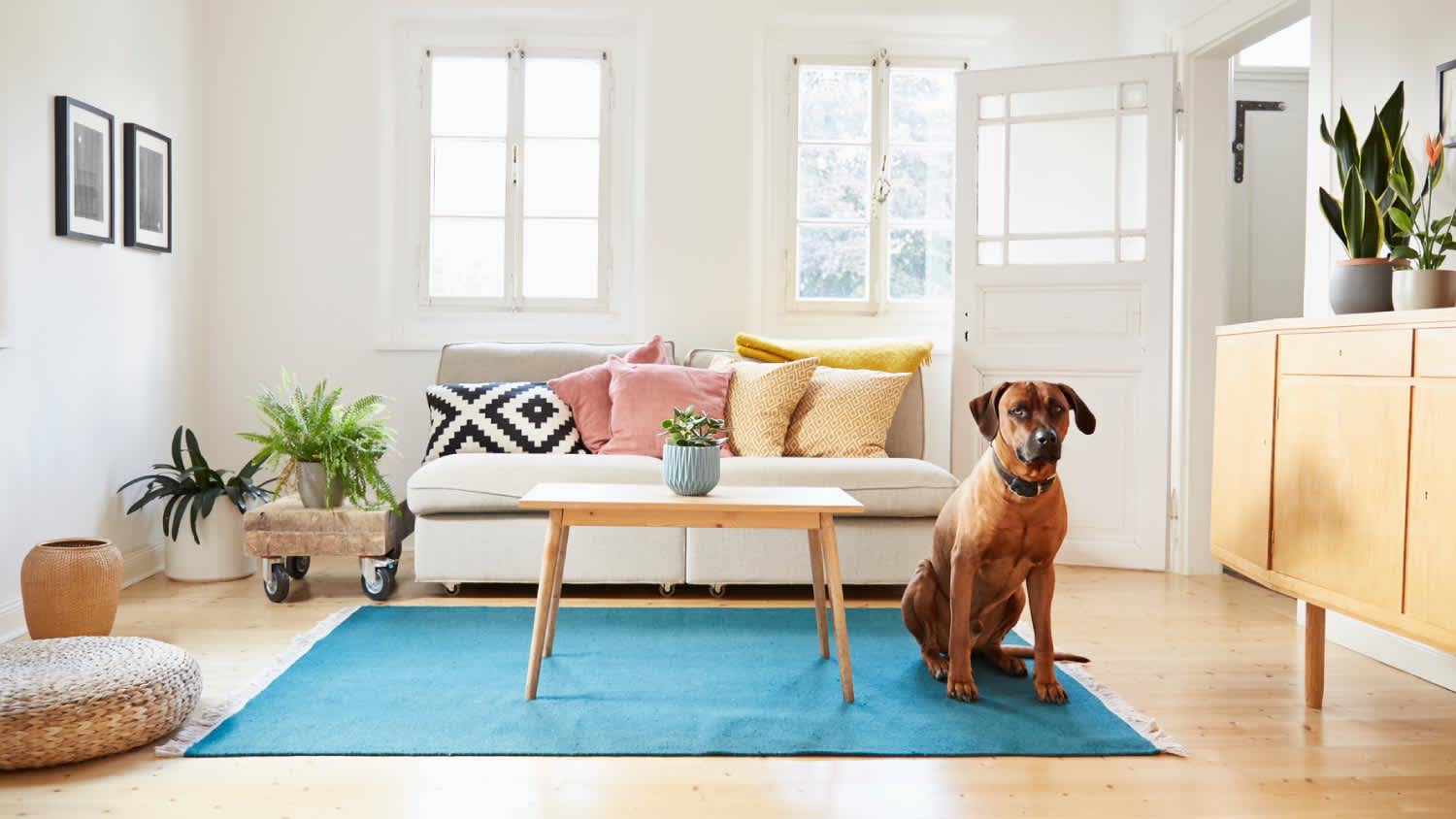 A dog sitting in bright modern living room
