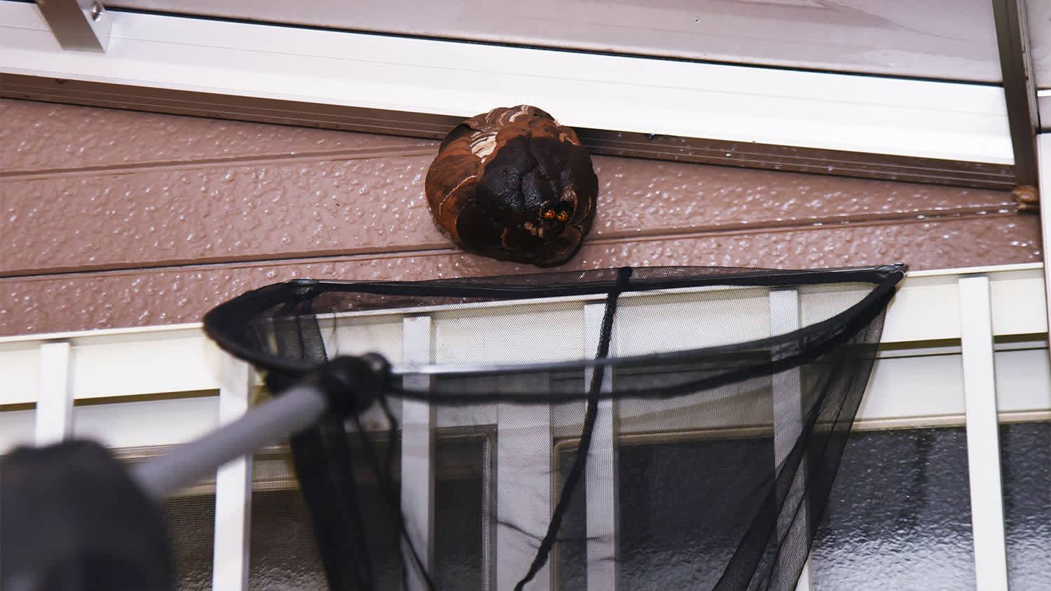 exterminator removing wasps