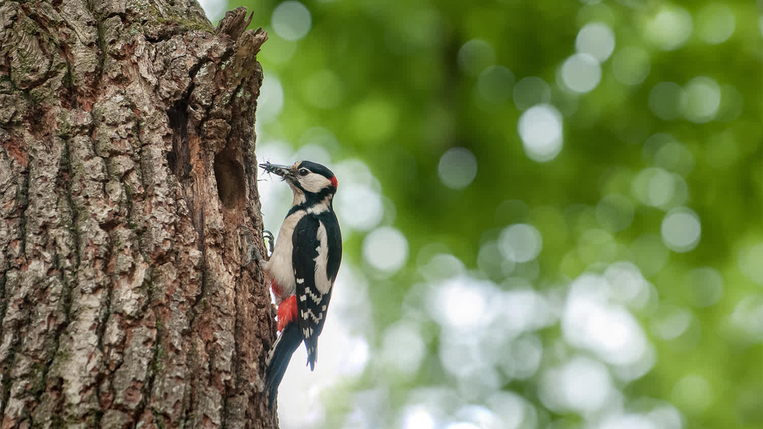 woodpecker clinging on to tree
