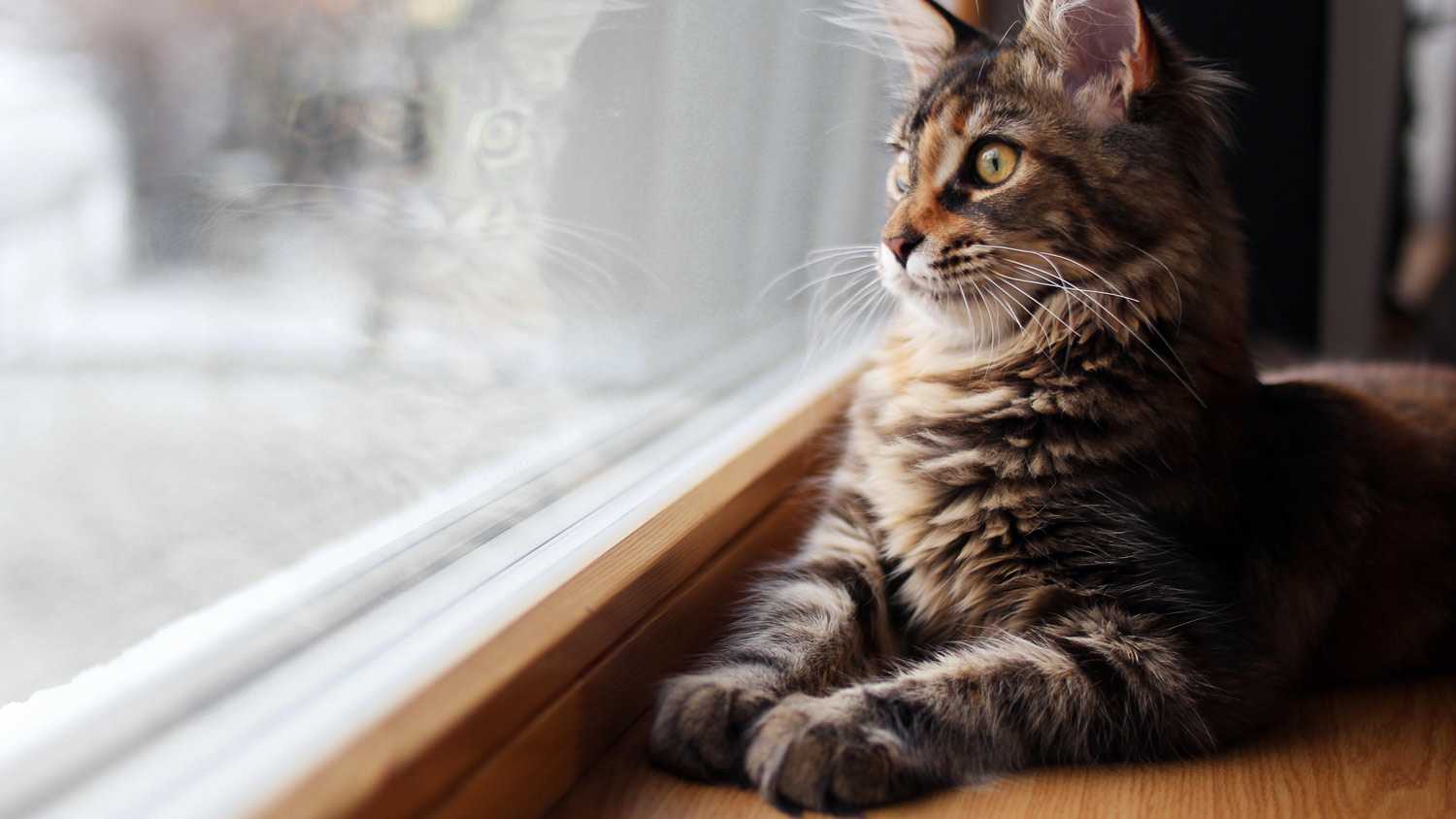 A cat sitting by the window