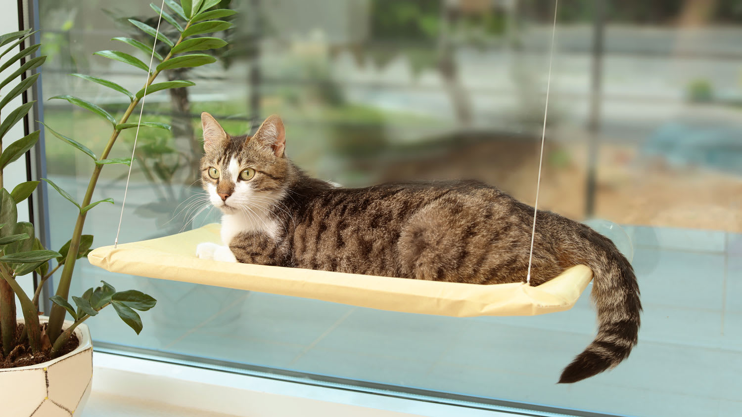A cat laying on a perch by the window
