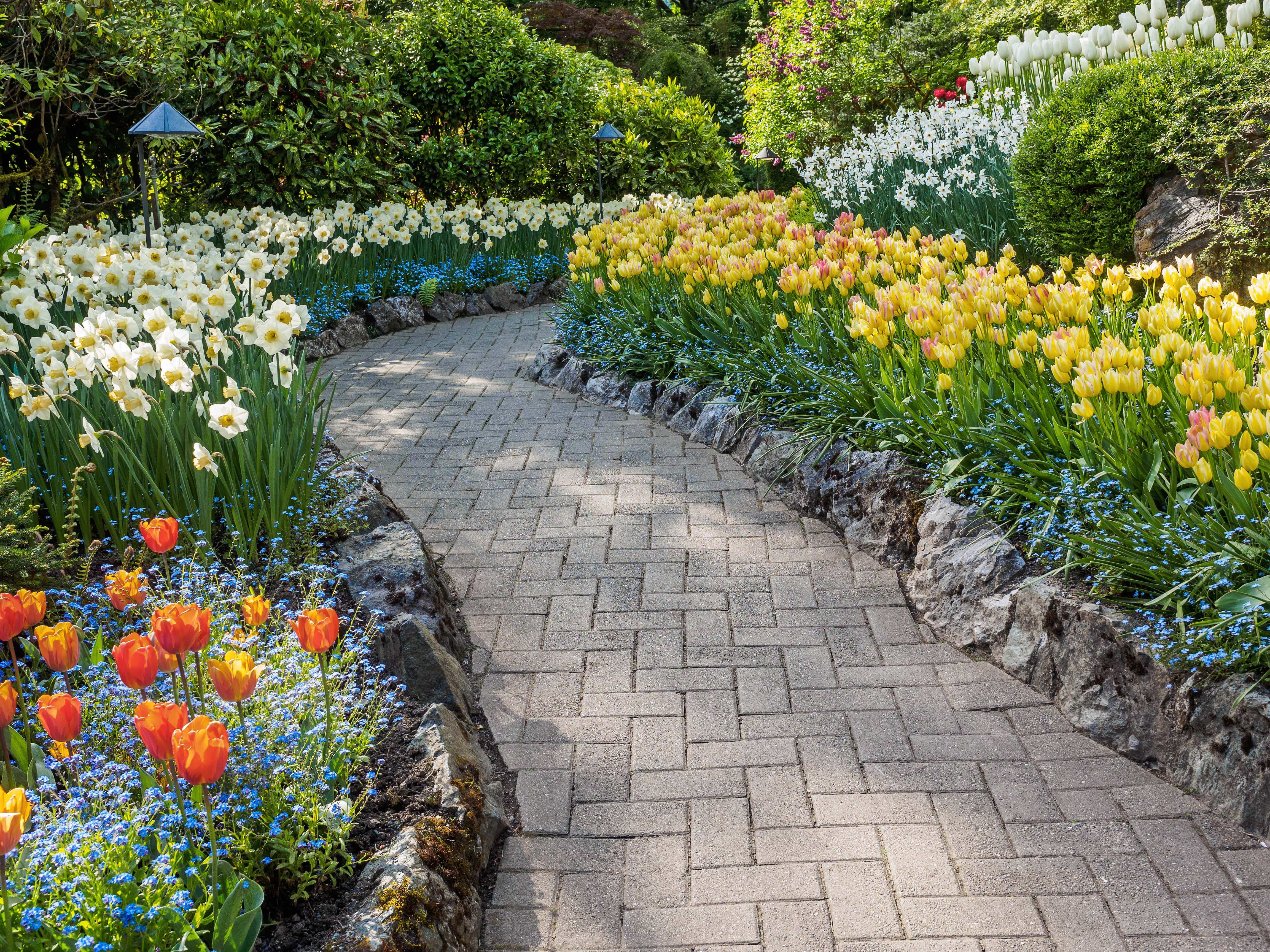 Paved walkway lined with flowers