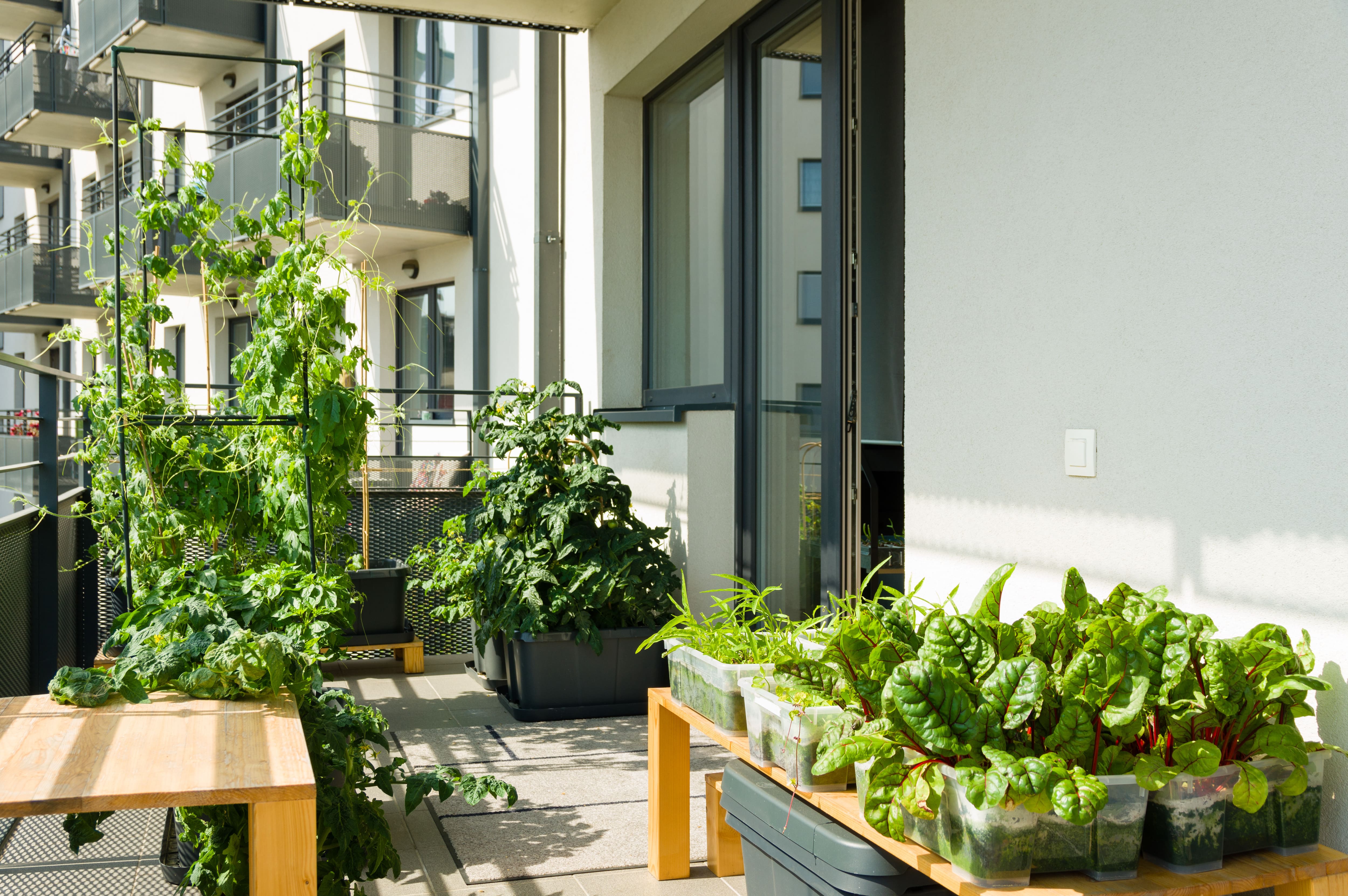 Container garden on balcony