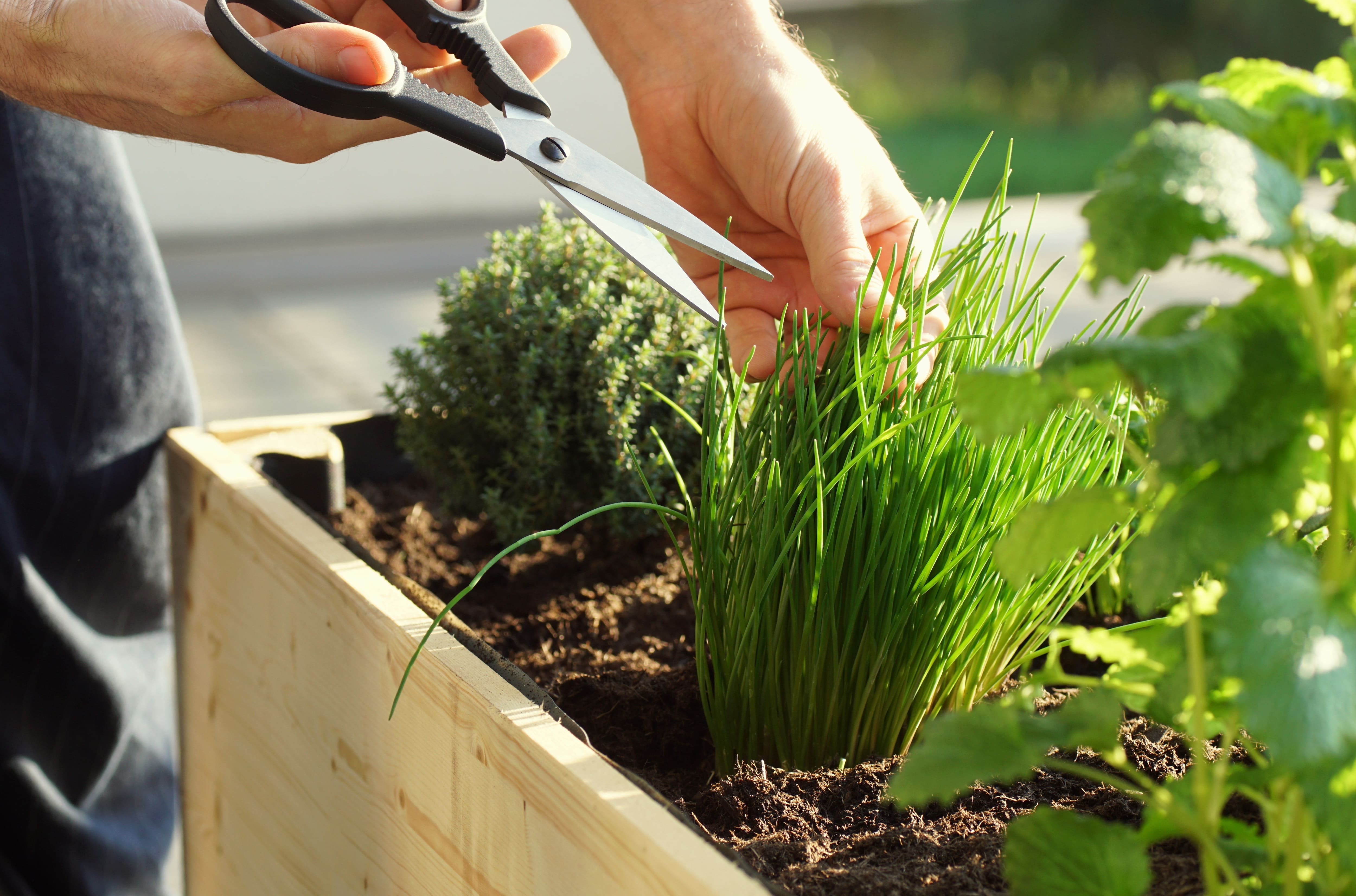 Herb garden on raised planter
