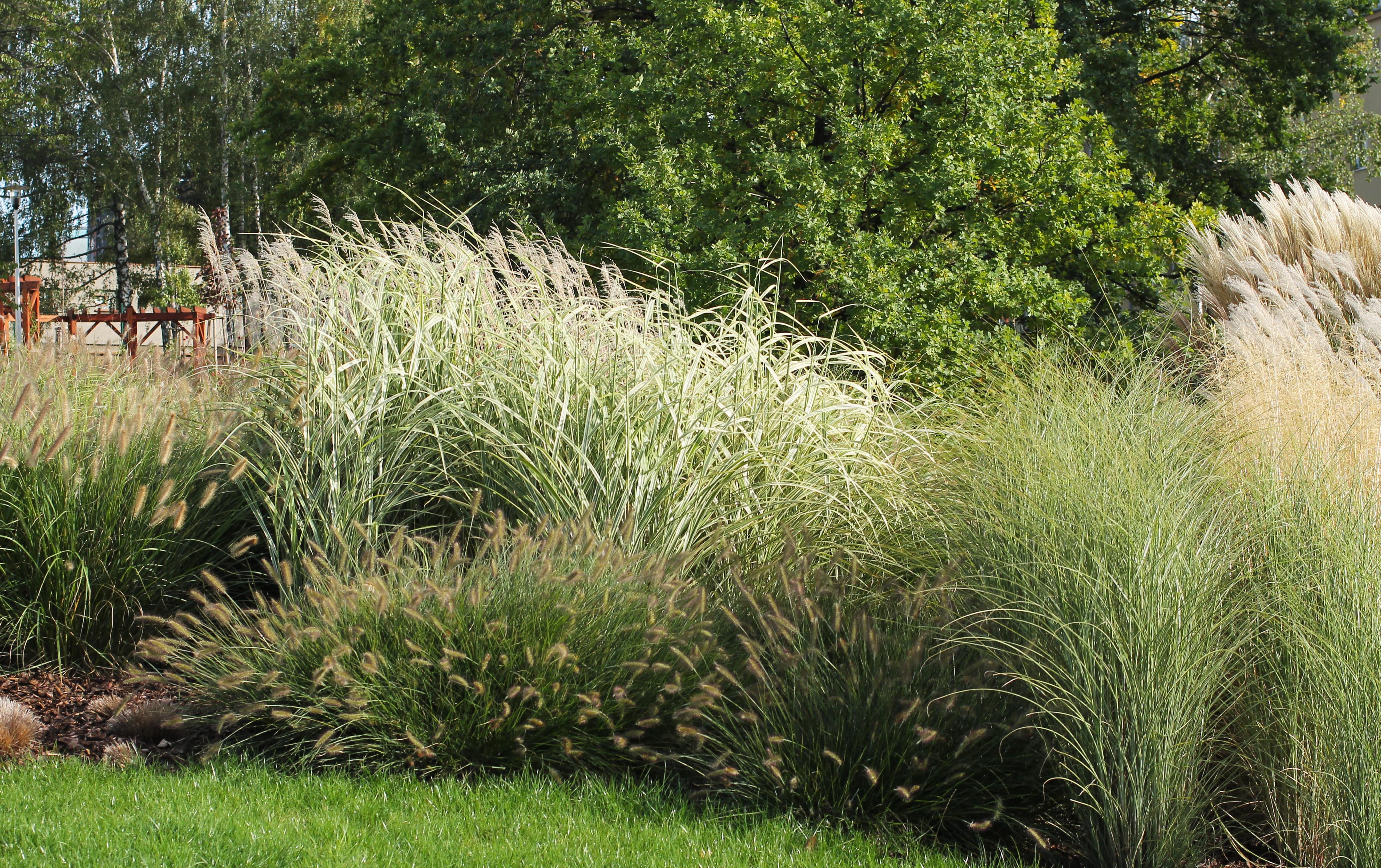 Ornamental grass flower bed