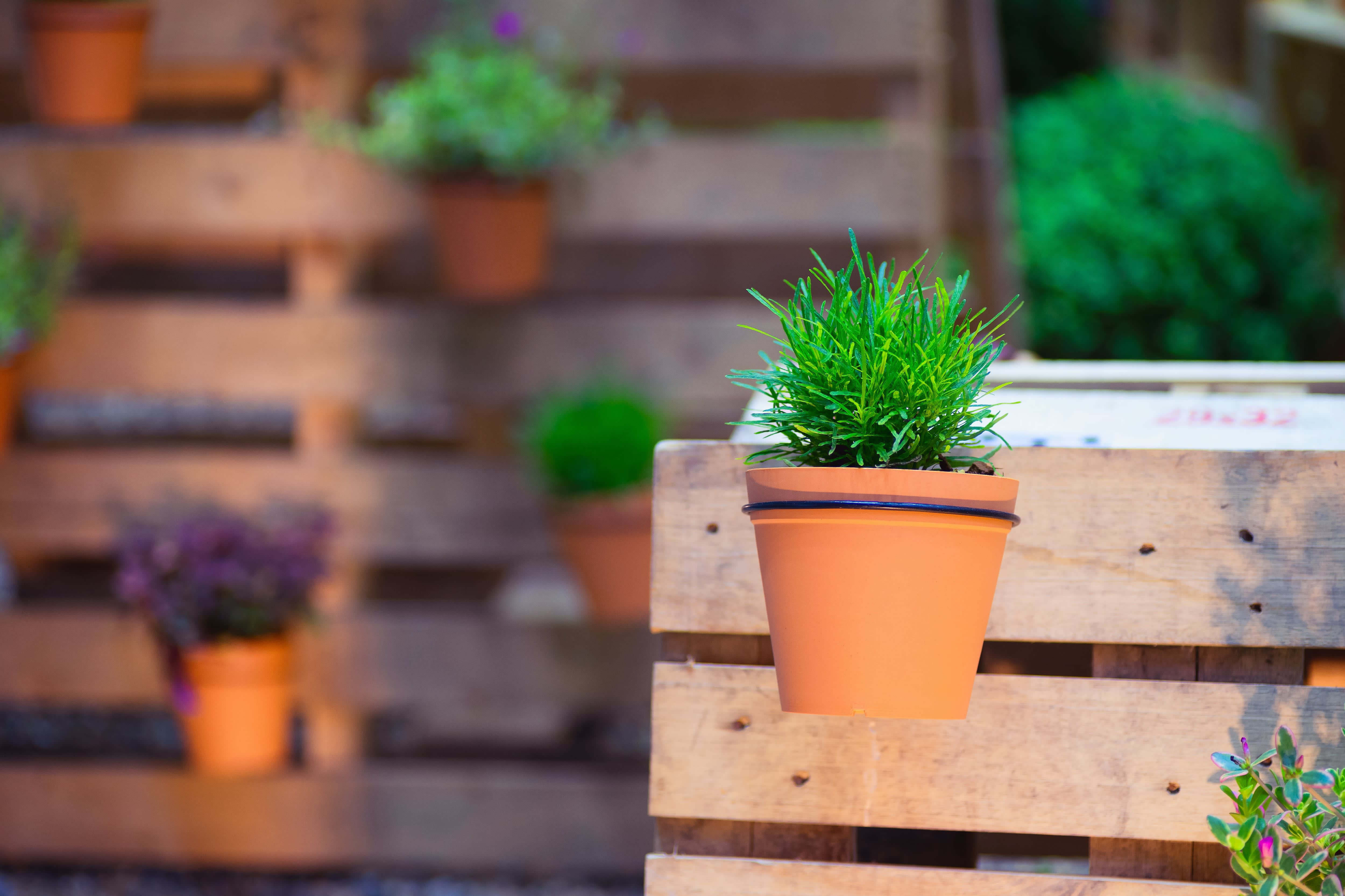 Potted plants on pallet