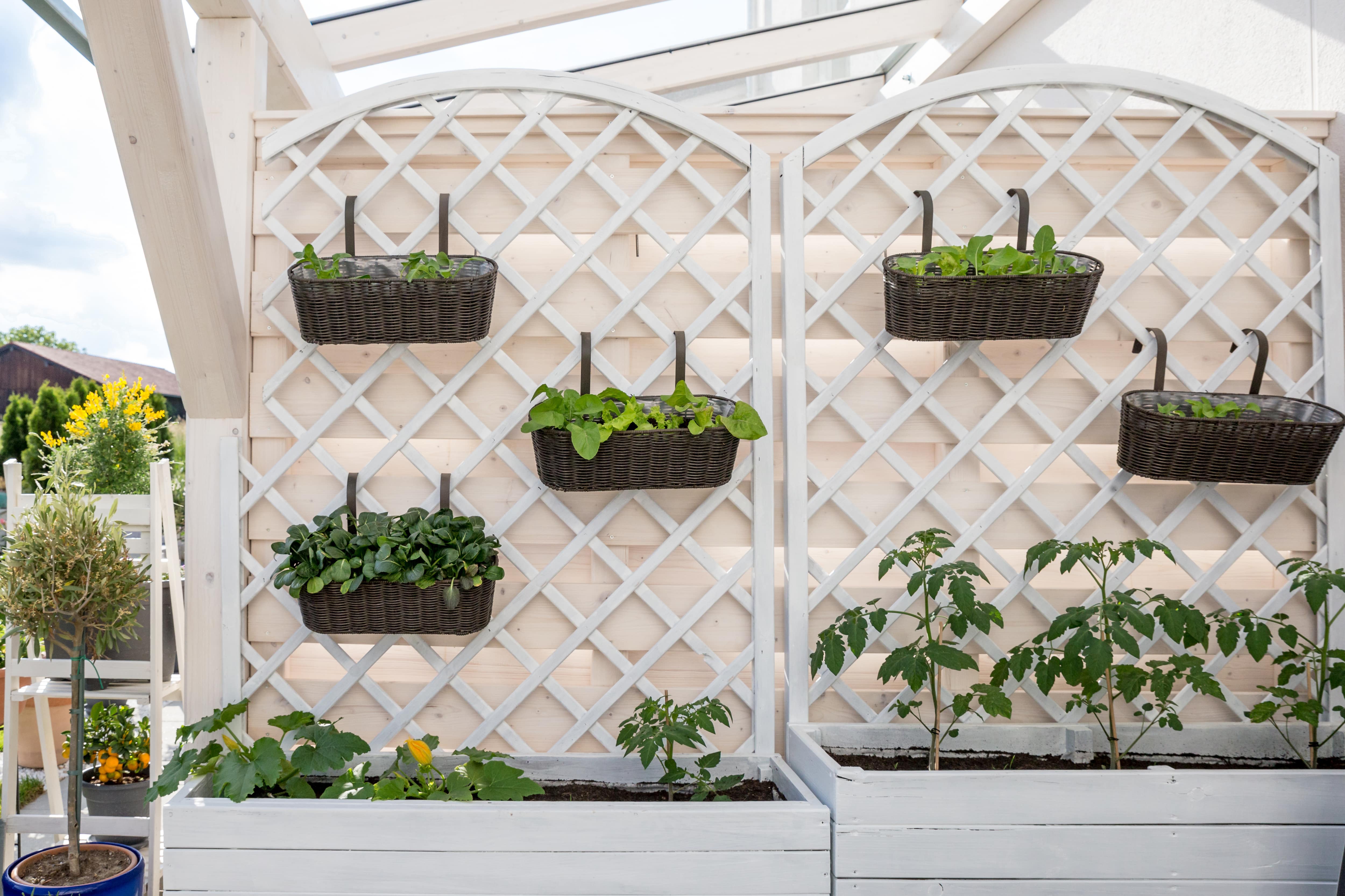 White trellis with wooden planter boxes
