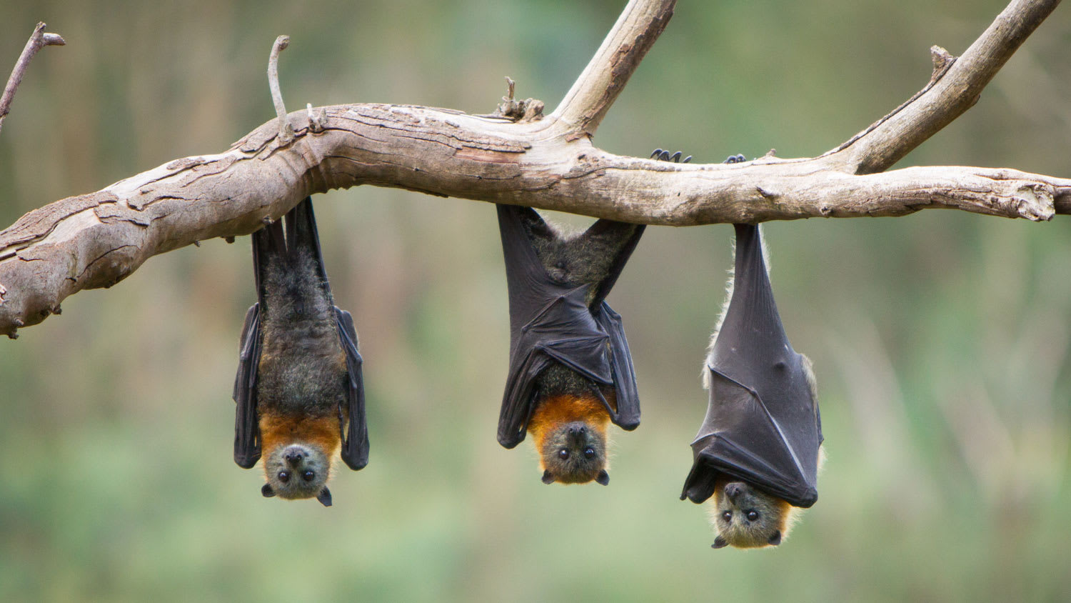 Three bats resting on a tree branch