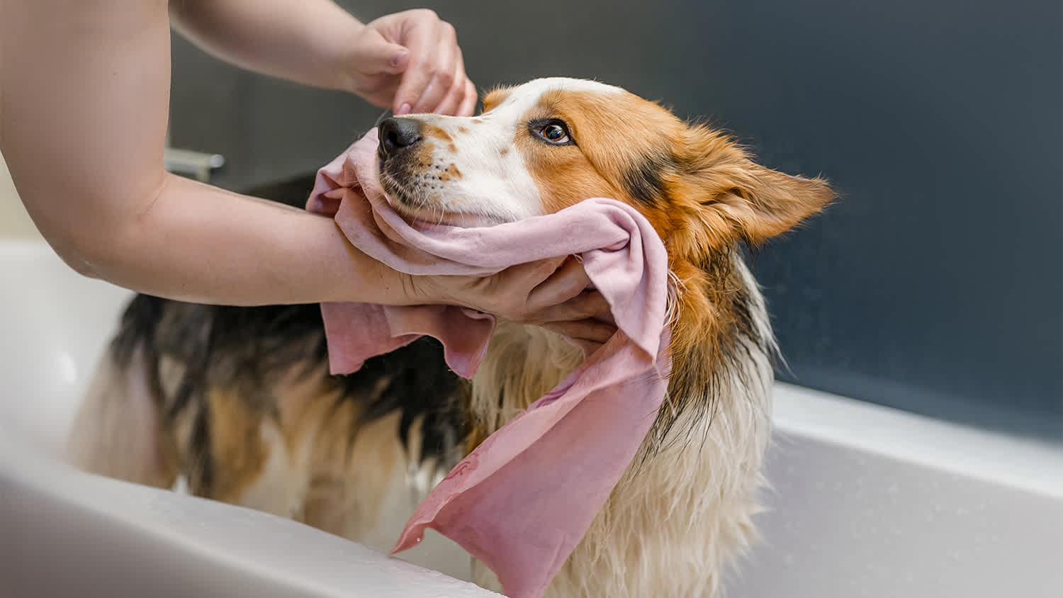 dog getting a bath in the tub