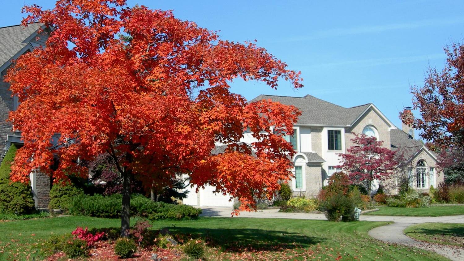 A house with a large garden and a maple tree in autumn