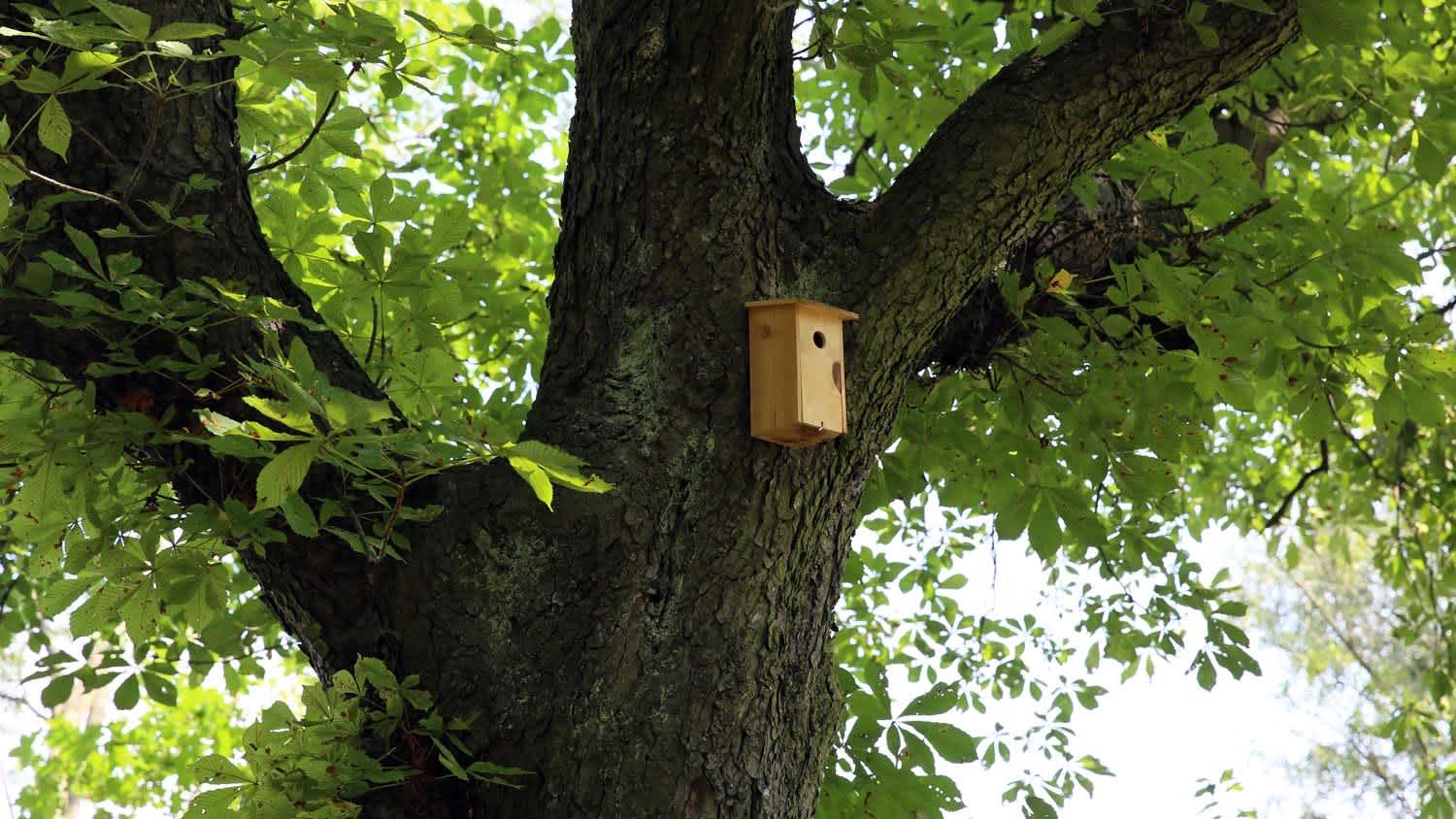A wooden bat house on a tree