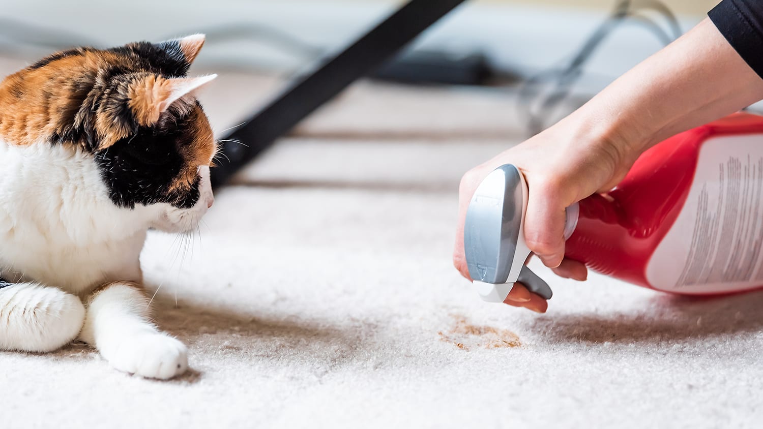 Person steam cleaning carpet