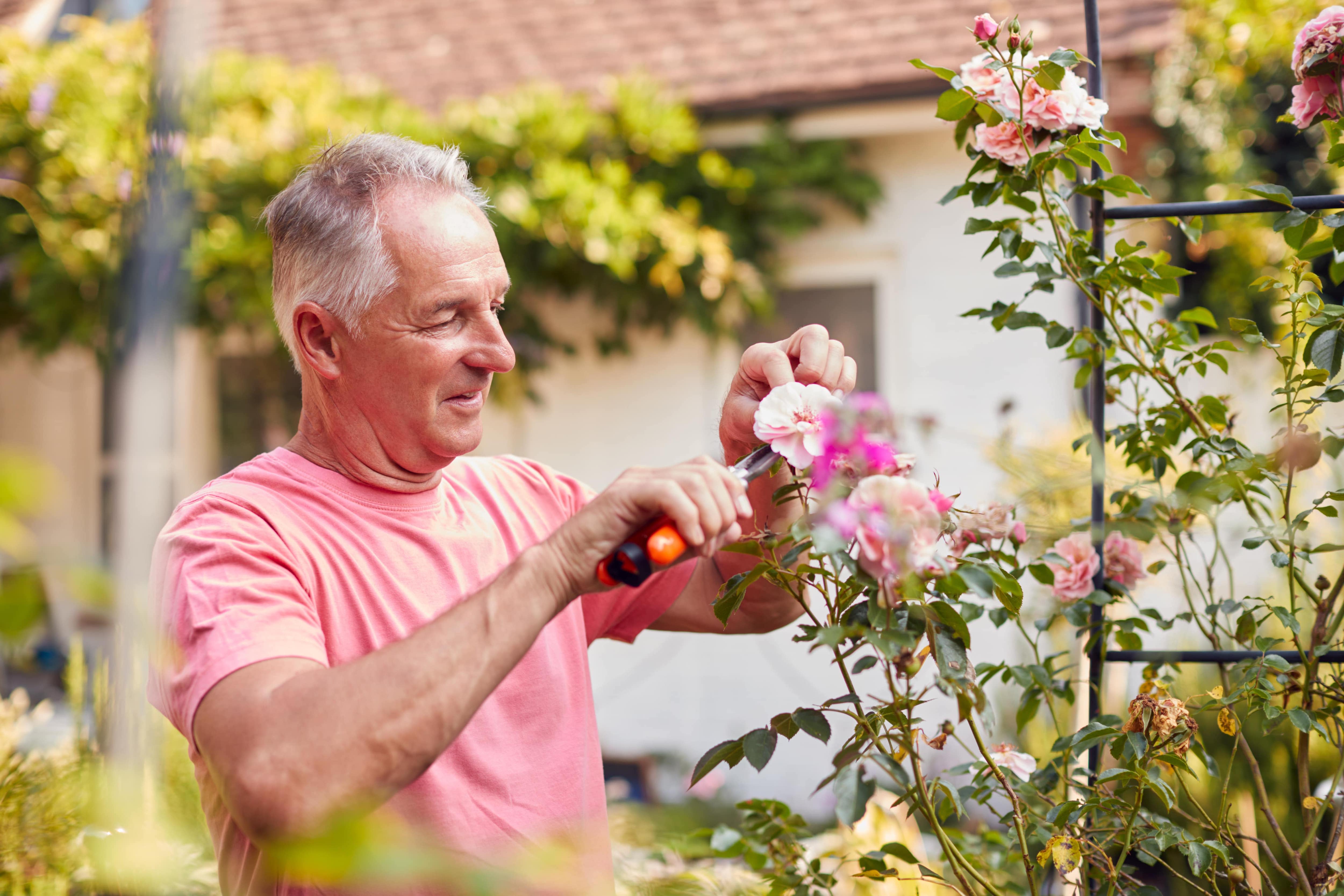 A retired man tending a rose plant on a trellis