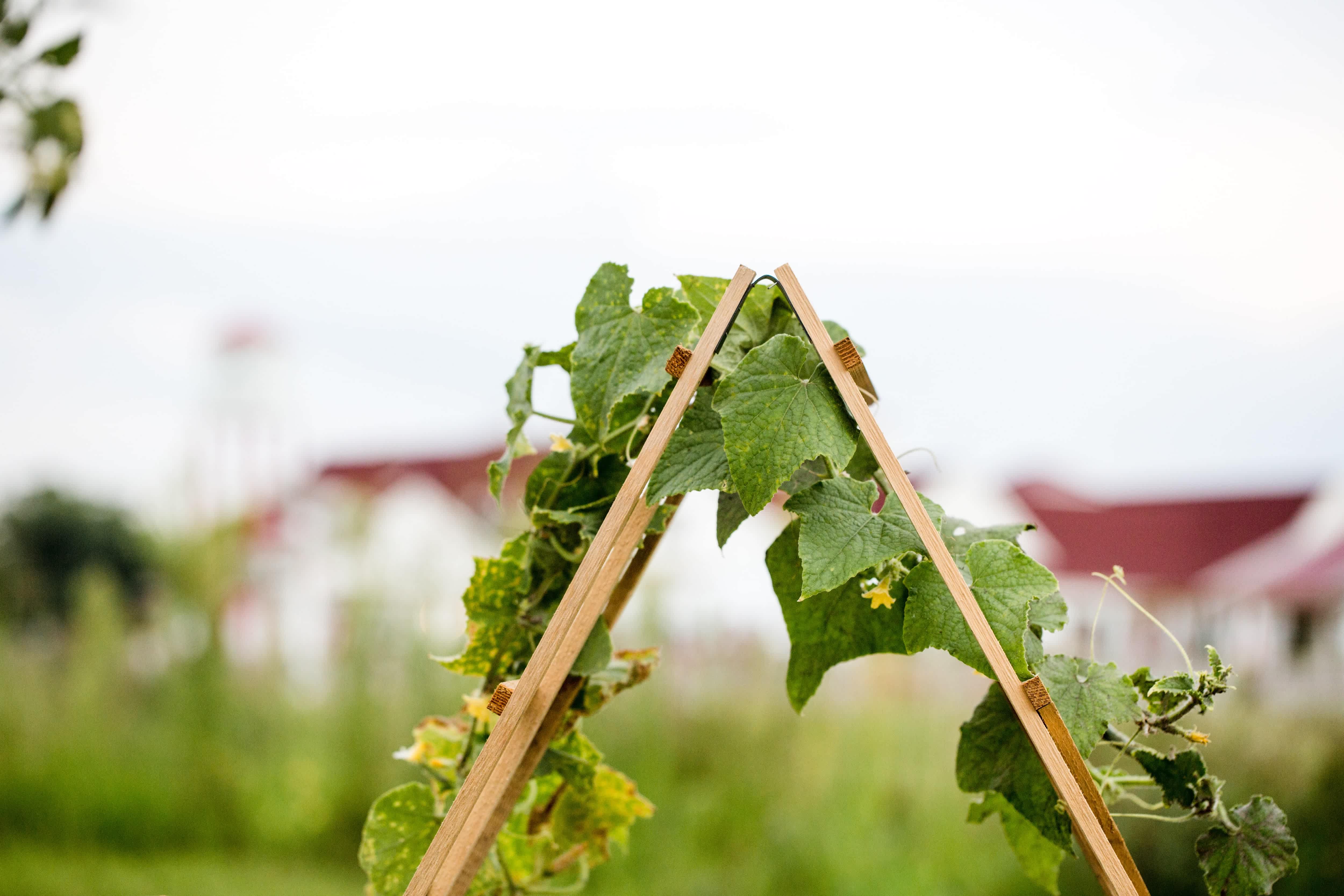 A cucumber vine growing on a wooden a-frame trellis