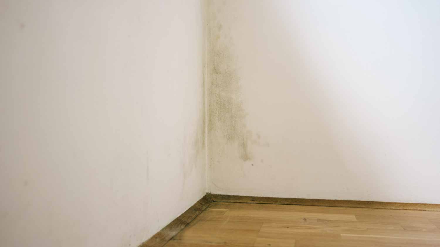 Mold on wall