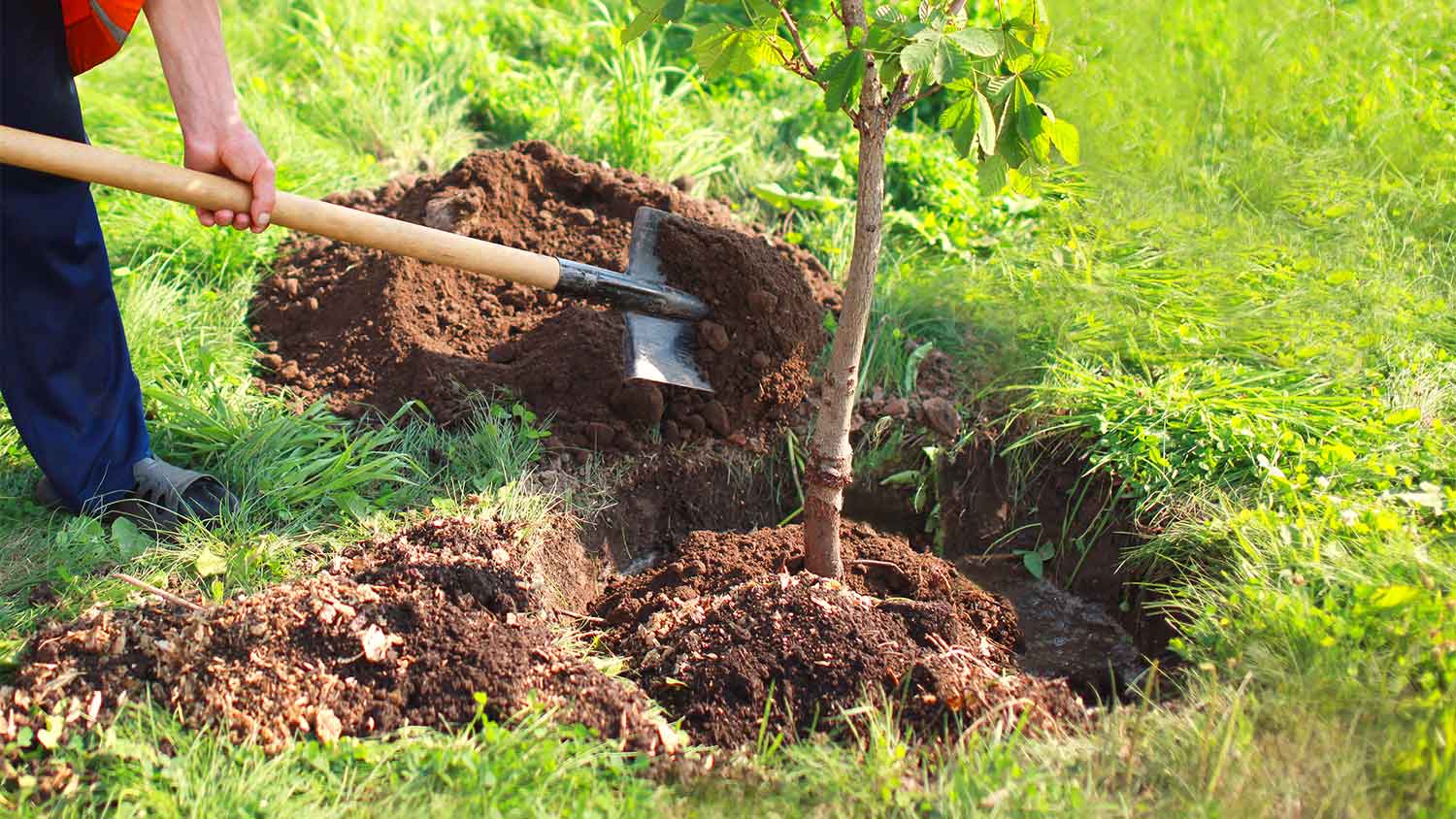 A man digs up a tree