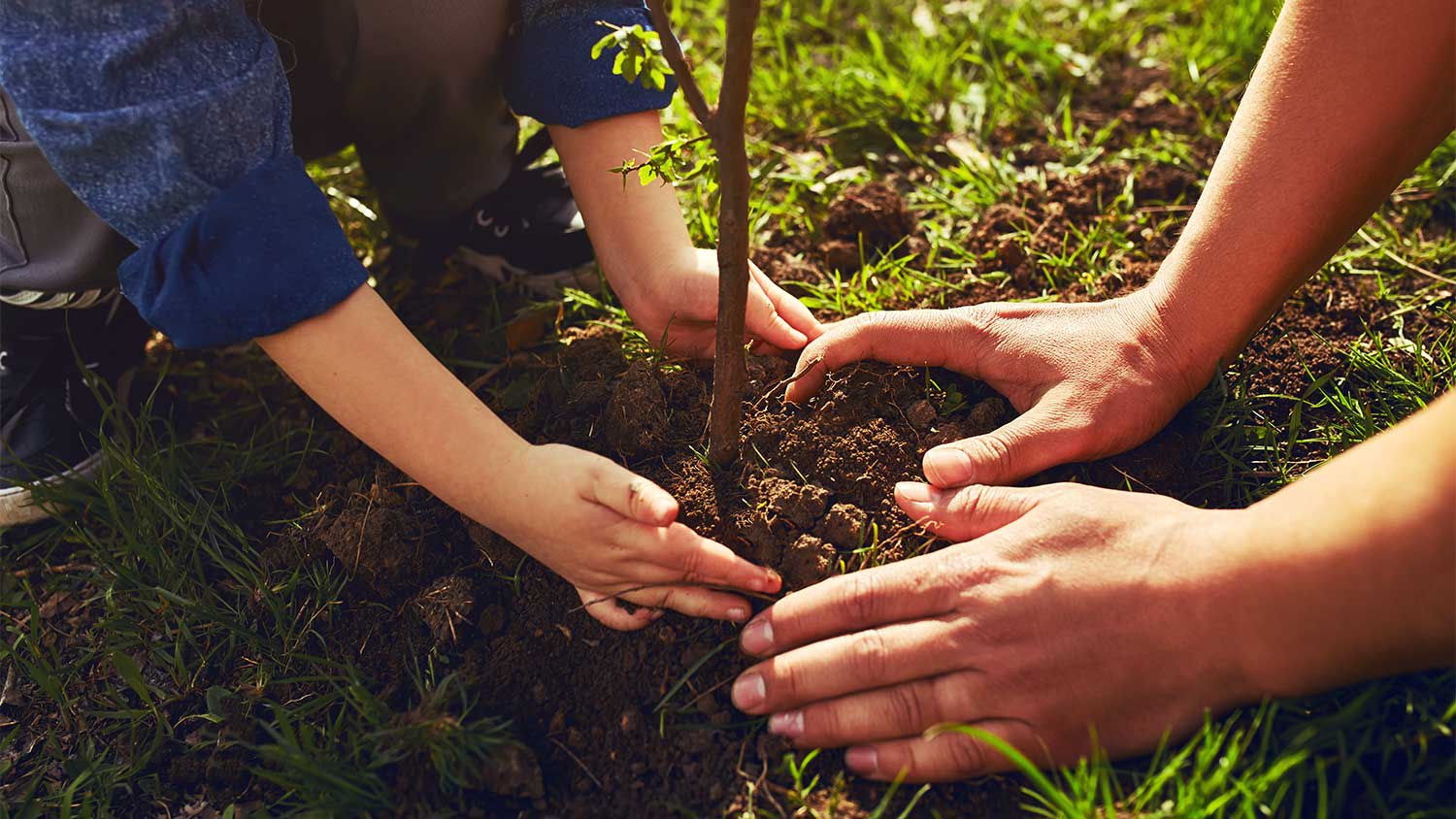 Closeup of a tree being planted