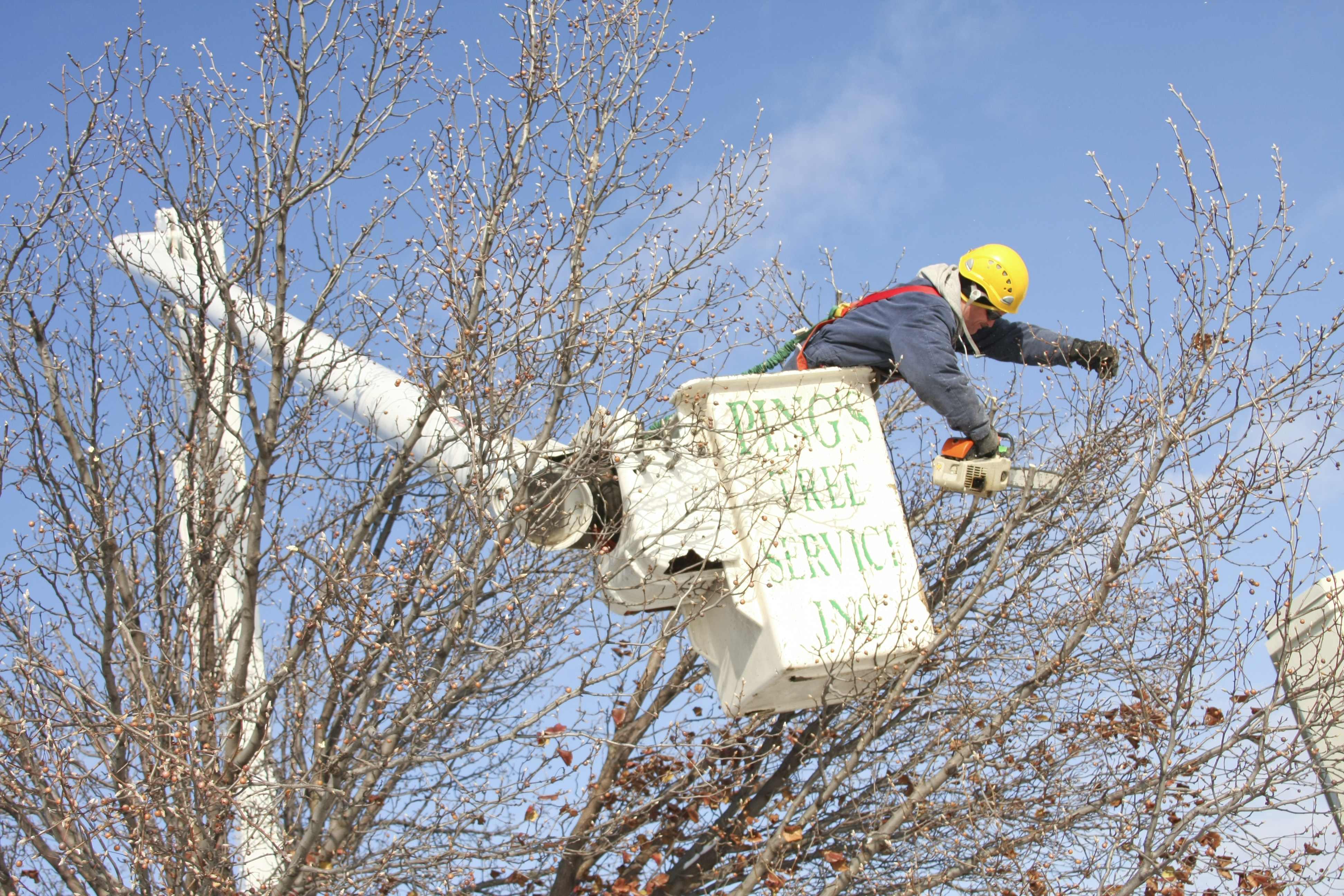 worker trimming a tree