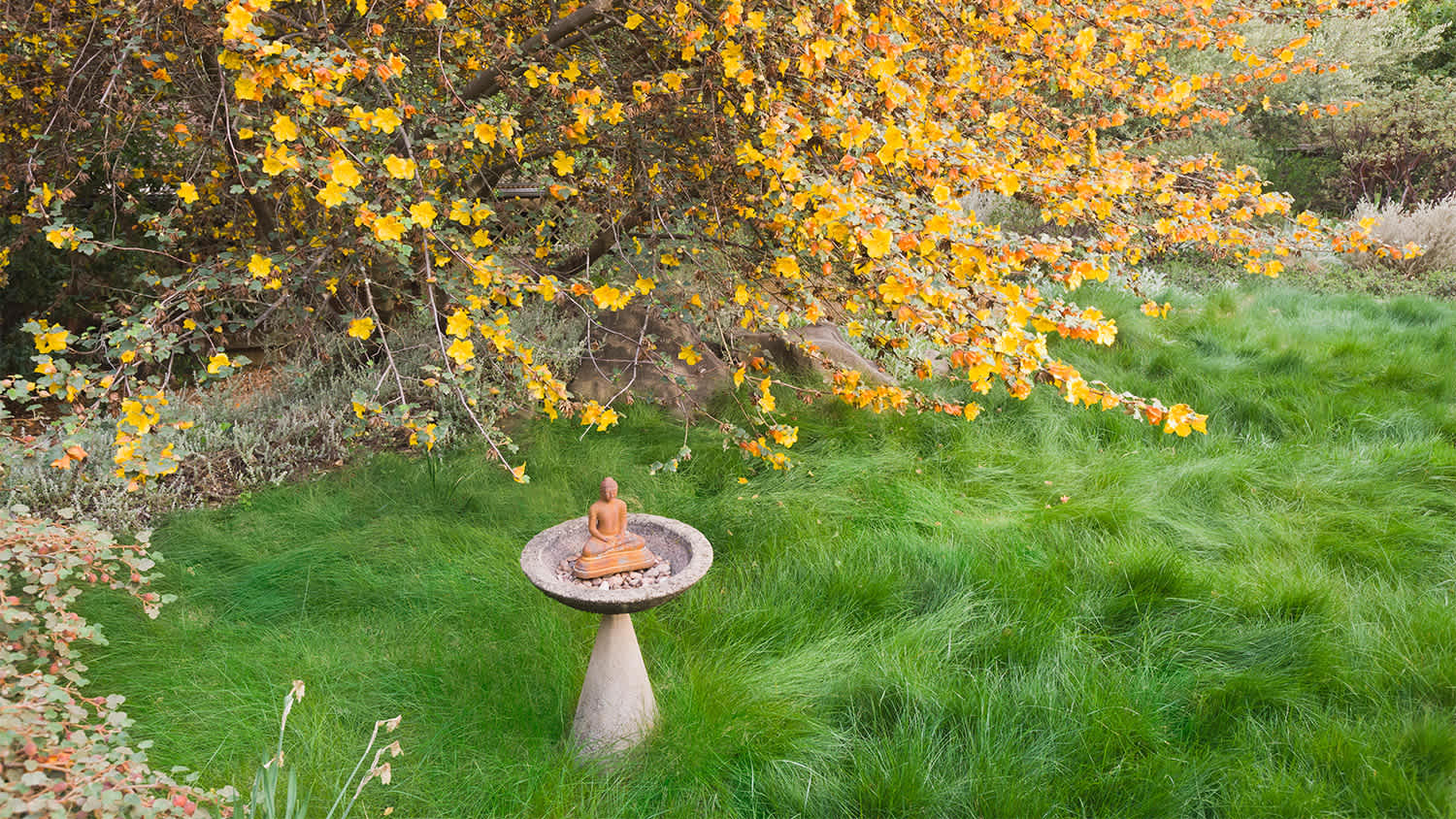 fall garden with fescue grass
