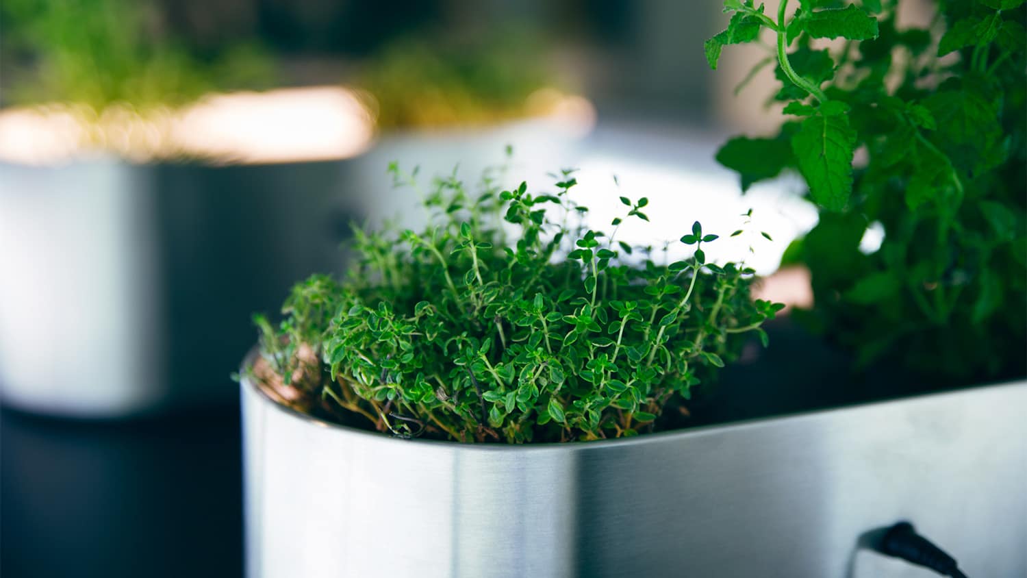 close up of smart herb garden