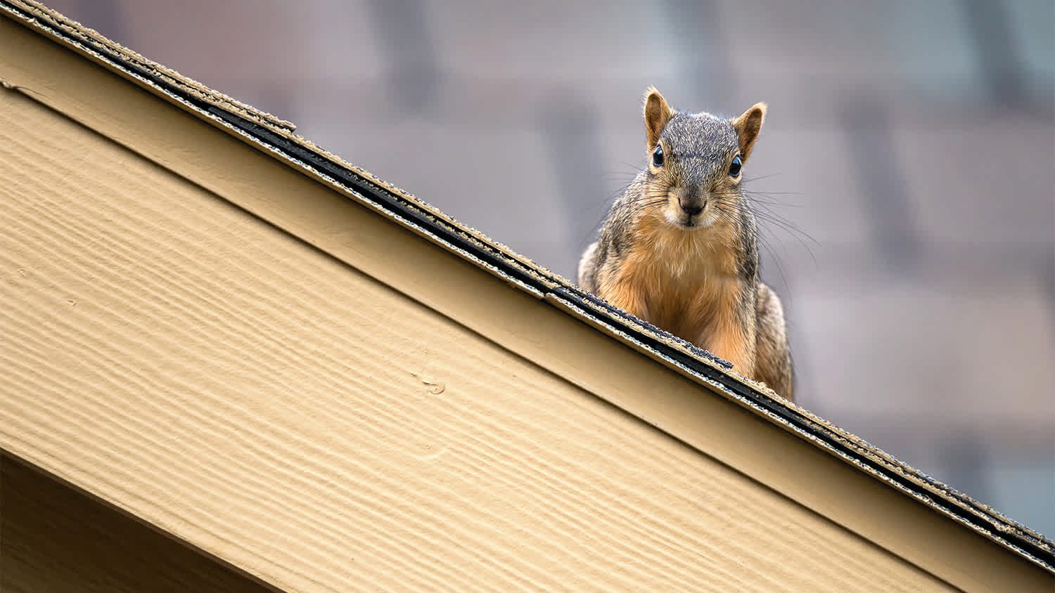 A squirrel on a roof