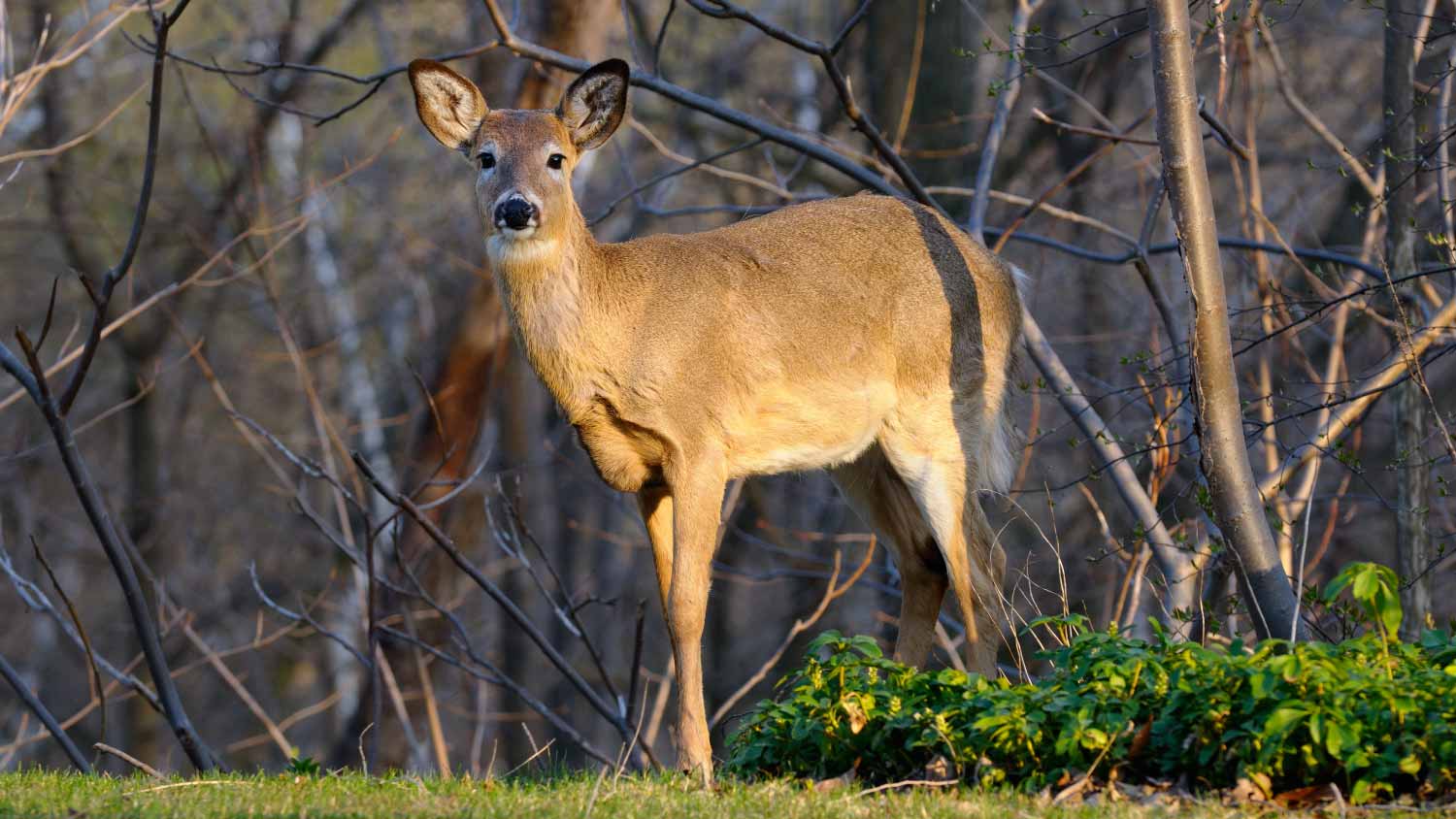 Deer invading a backyard garden