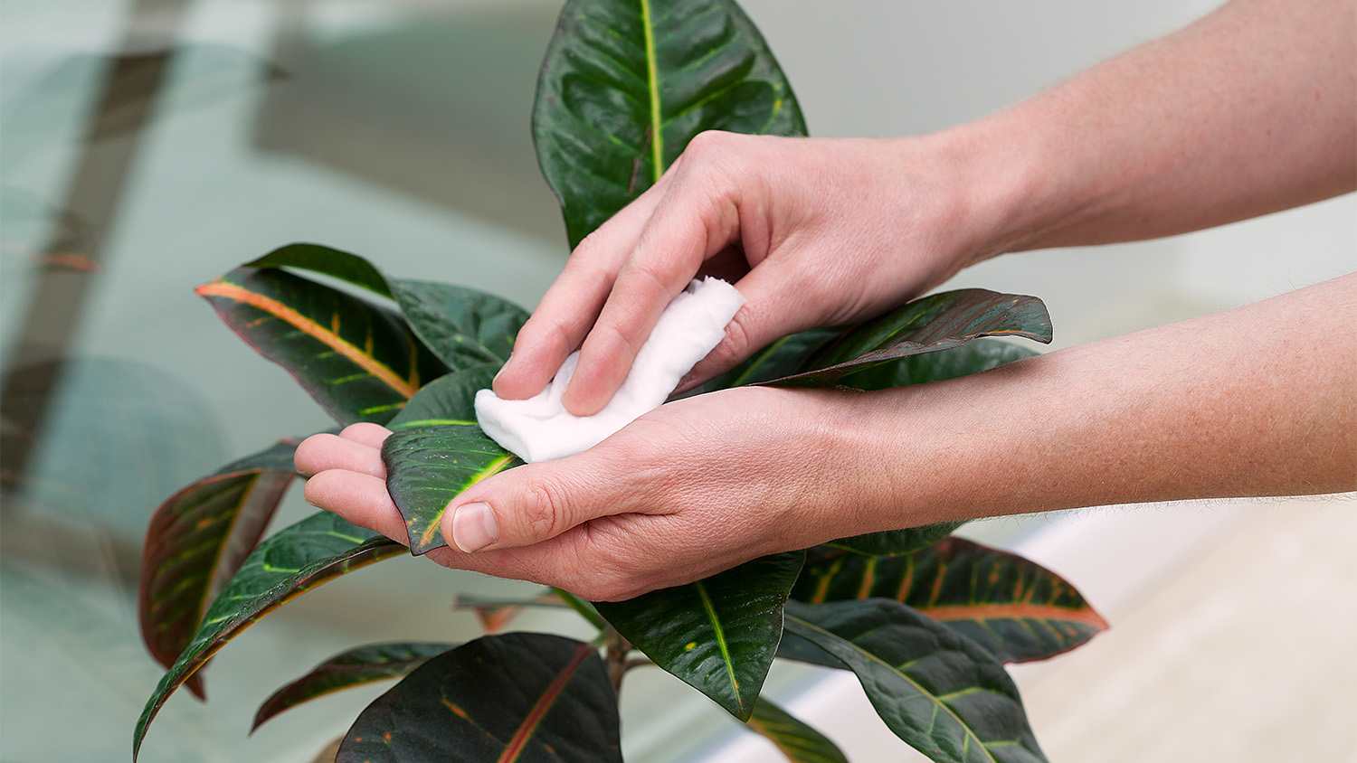 woman cleaning plant leaves