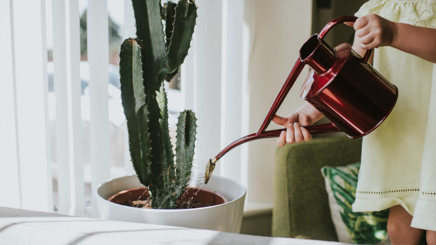 A child watering a large potted cactus
