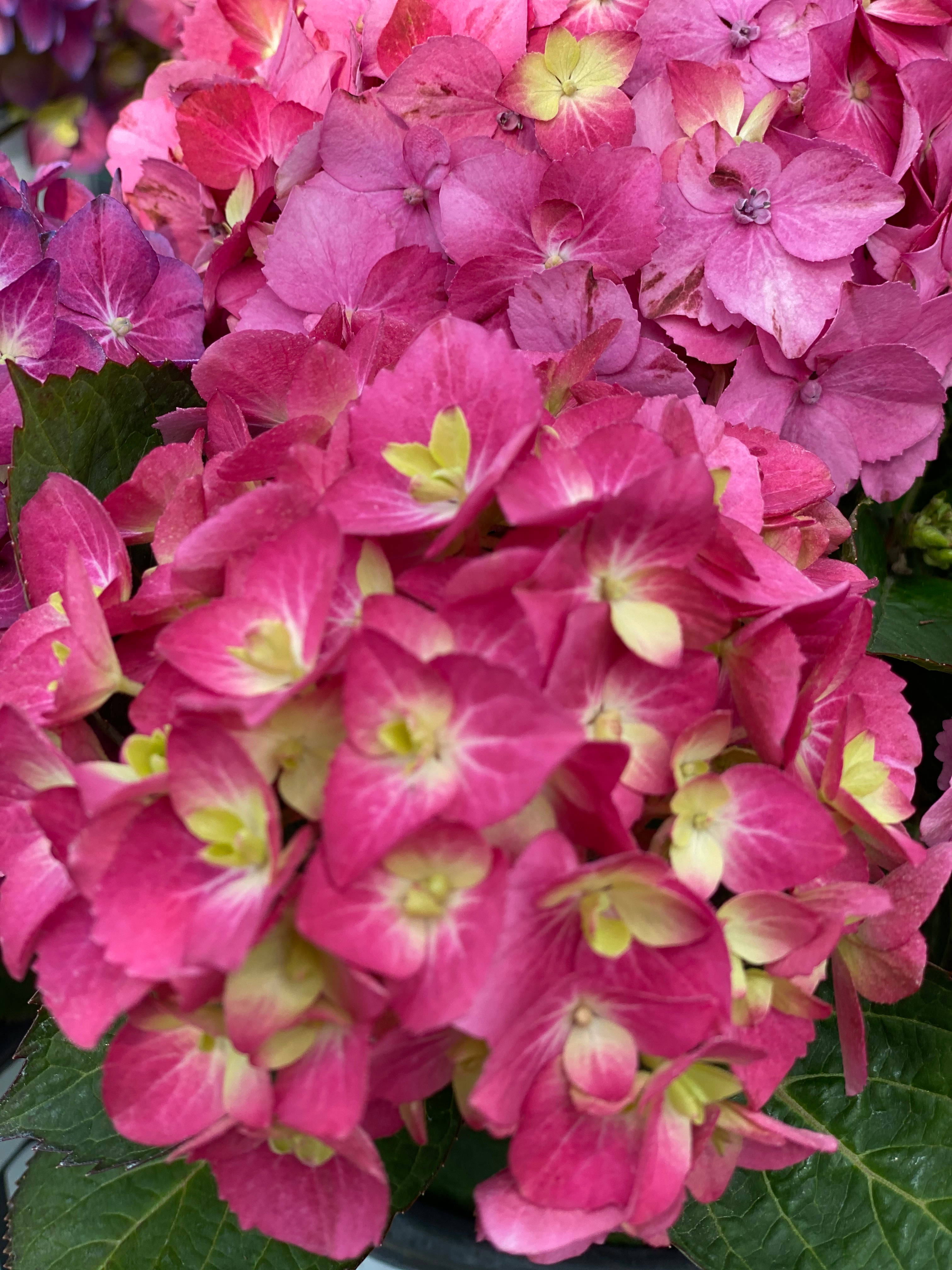 dark pink flowers in garden