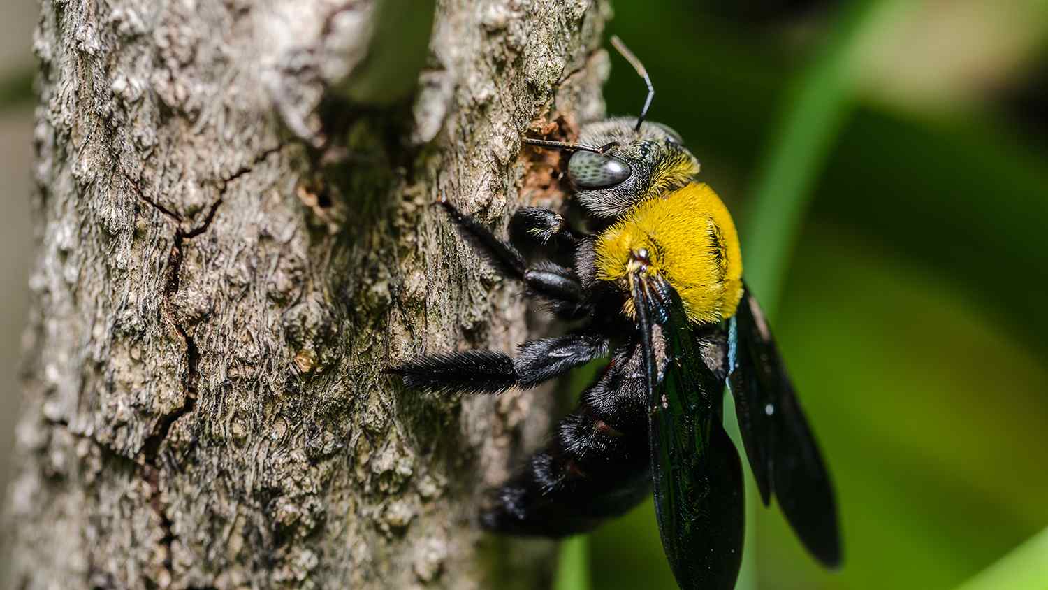 carpenter bee in the nature