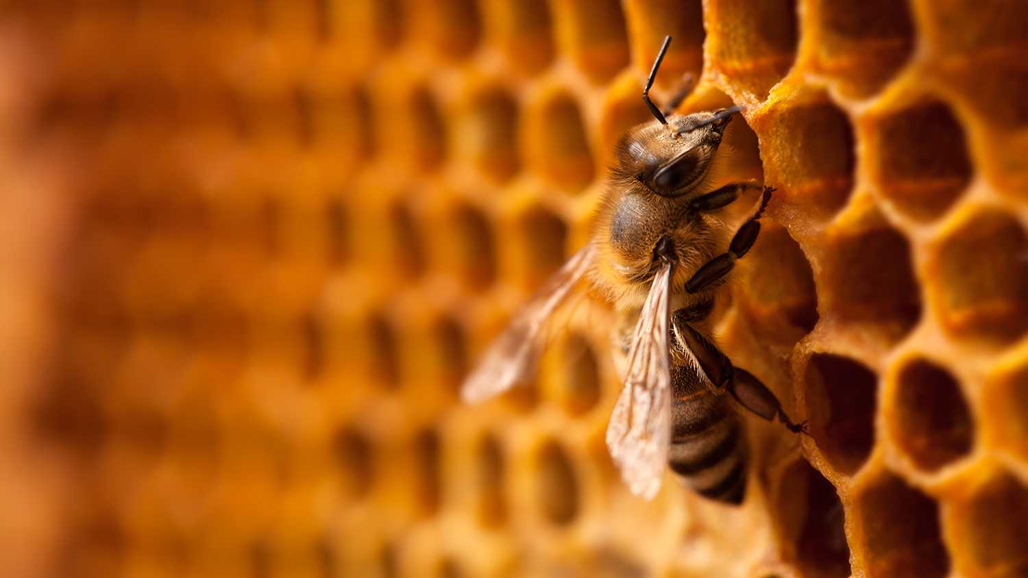bee on honeycomb