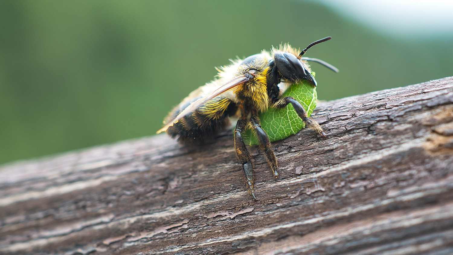 side view of leafcutter bee on tree