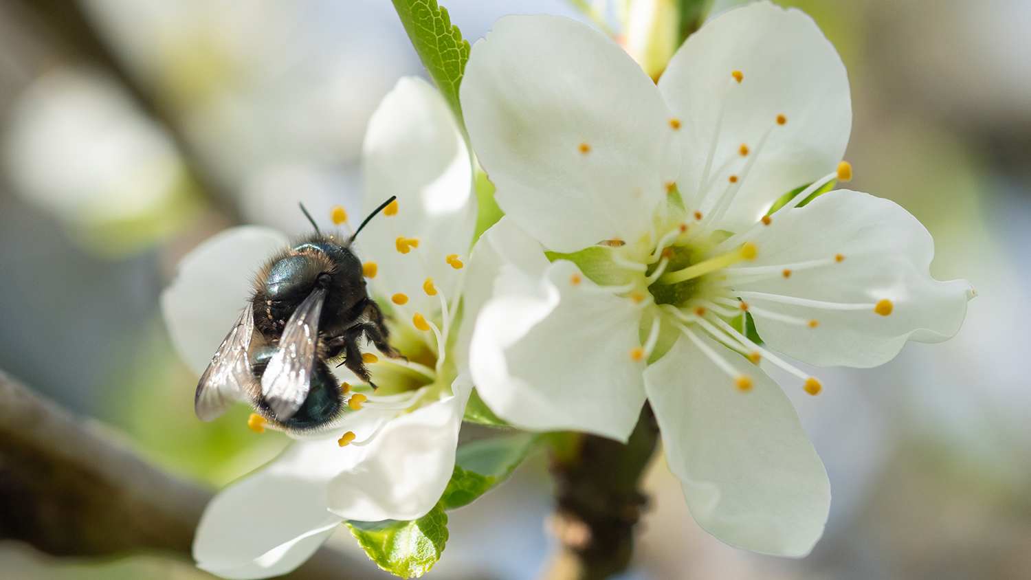 mason bee on pollinating flower
