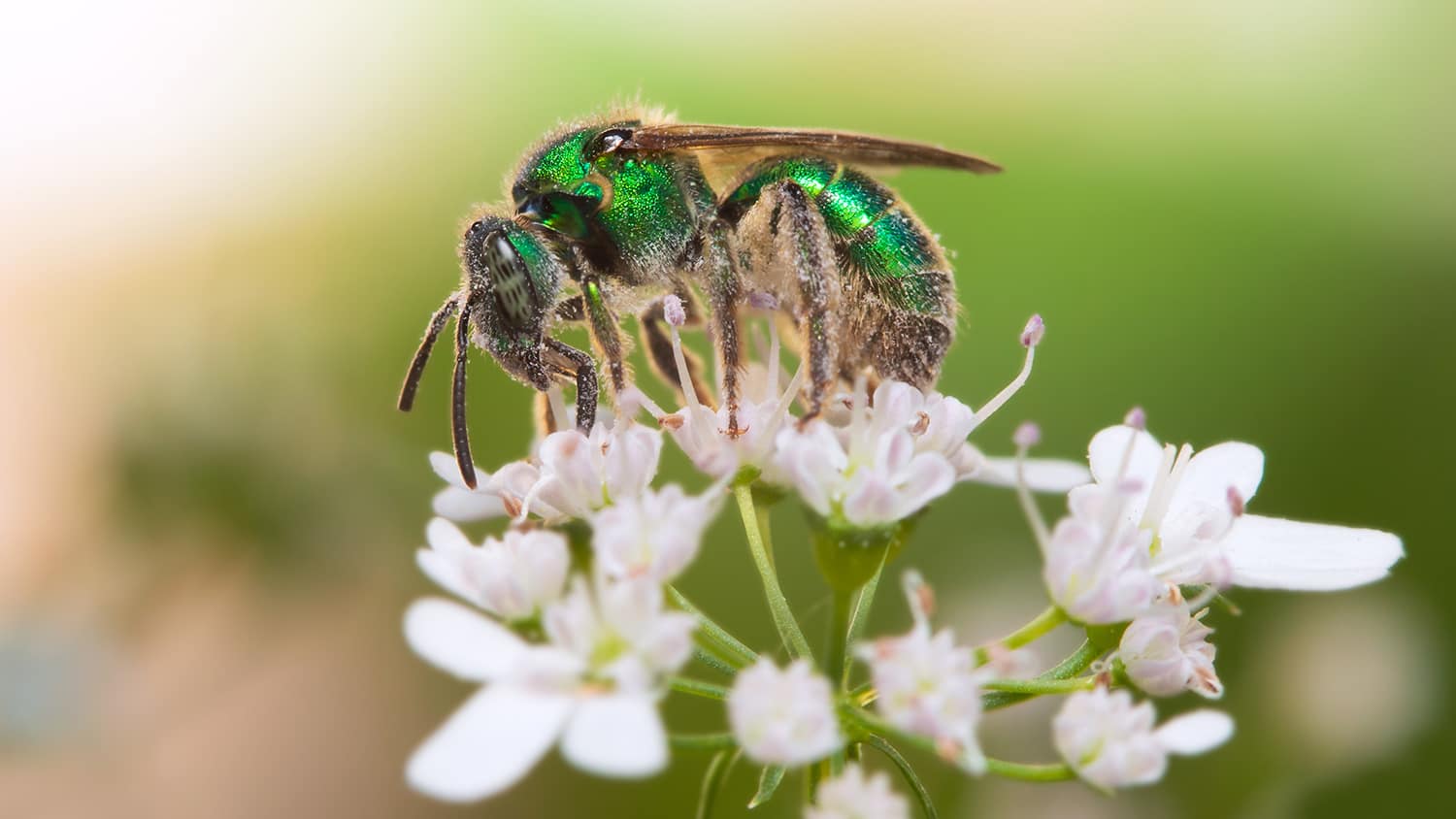 green bee on flower