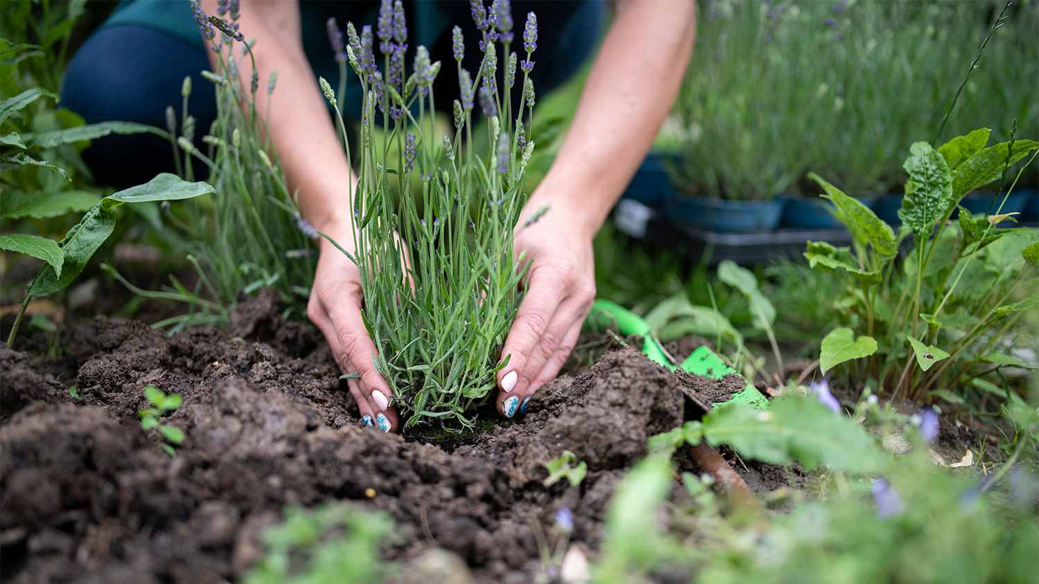 Woman planting lavender in garden