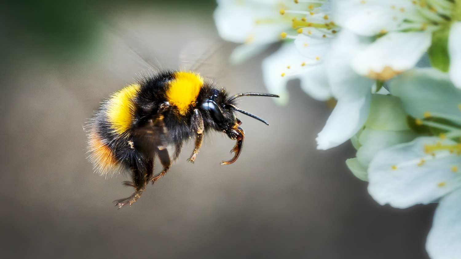 bumblebee on fruit tree