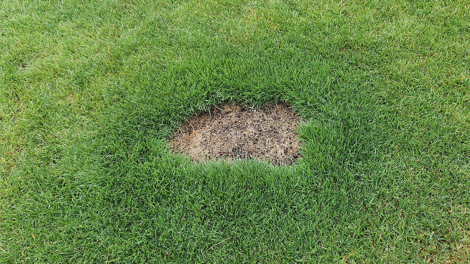 grass burn spot on lawn