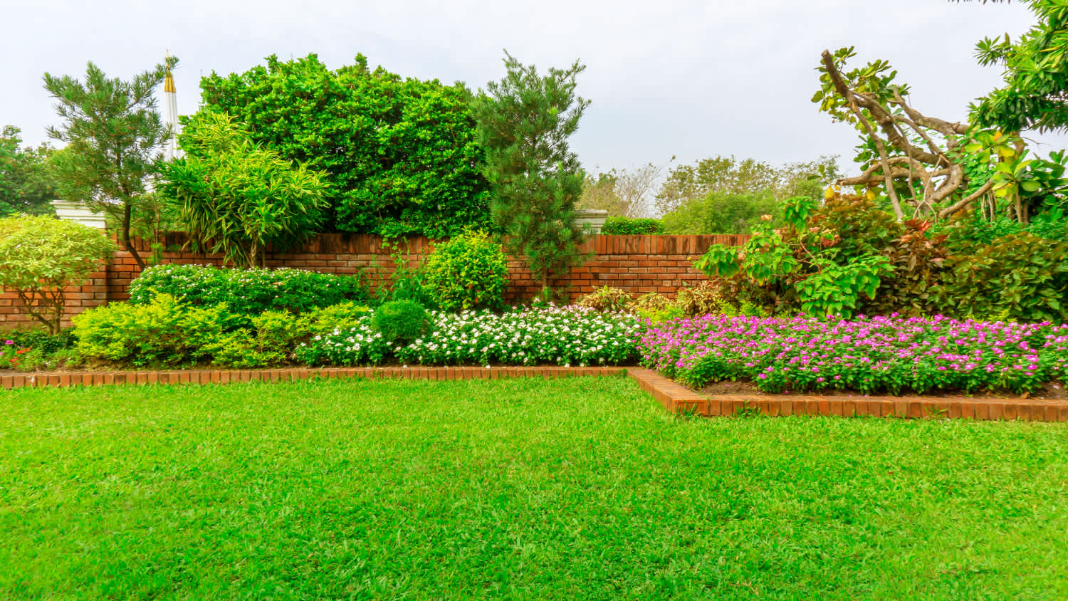 lush green backyard
