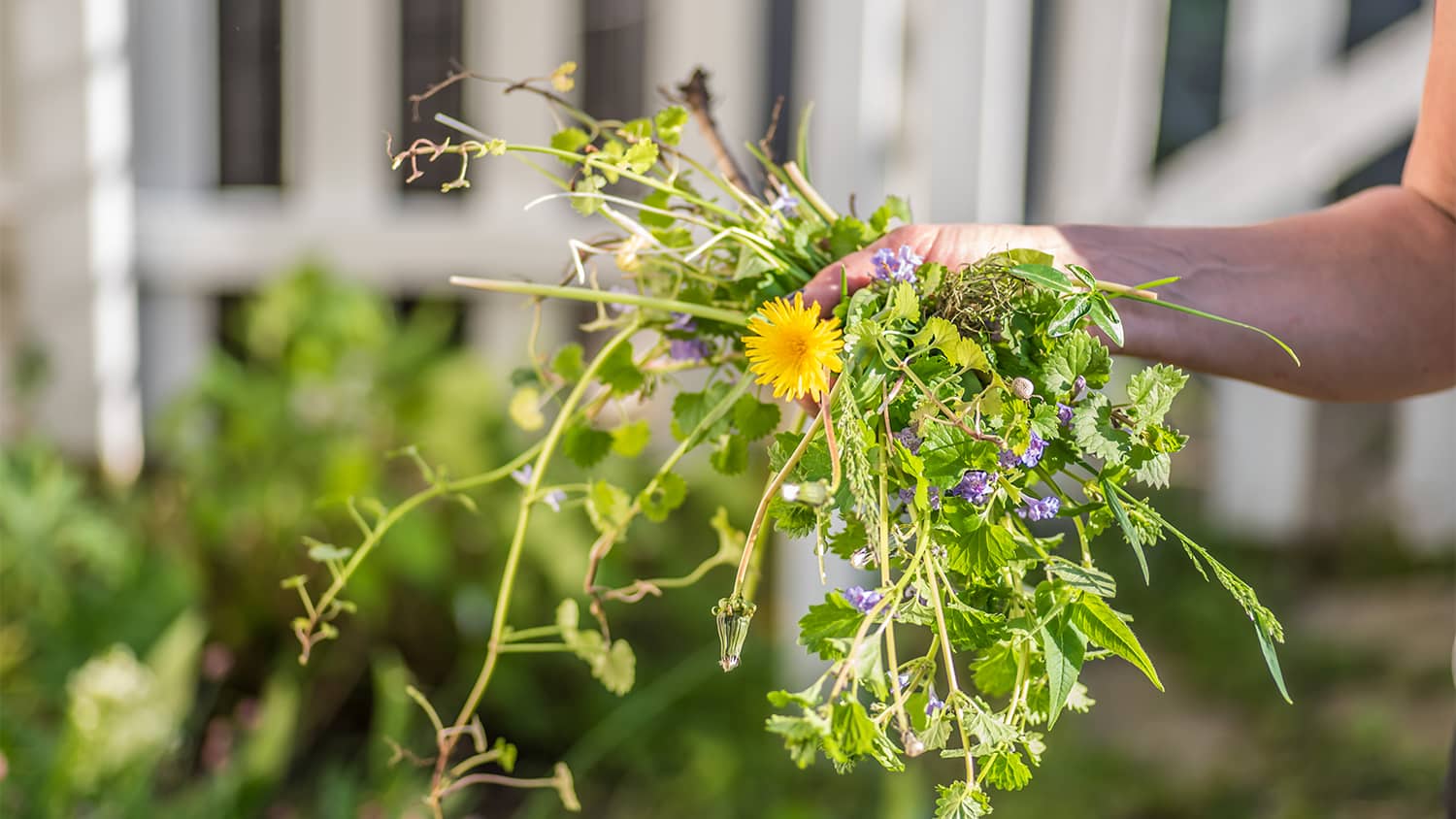 woman holding a handful of weeds from garden