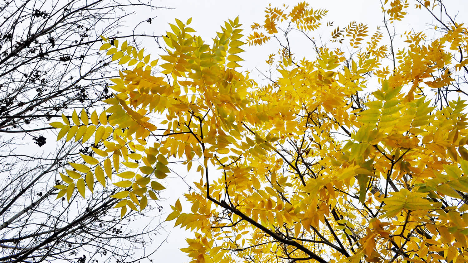 yellow Kentucky coffeetree