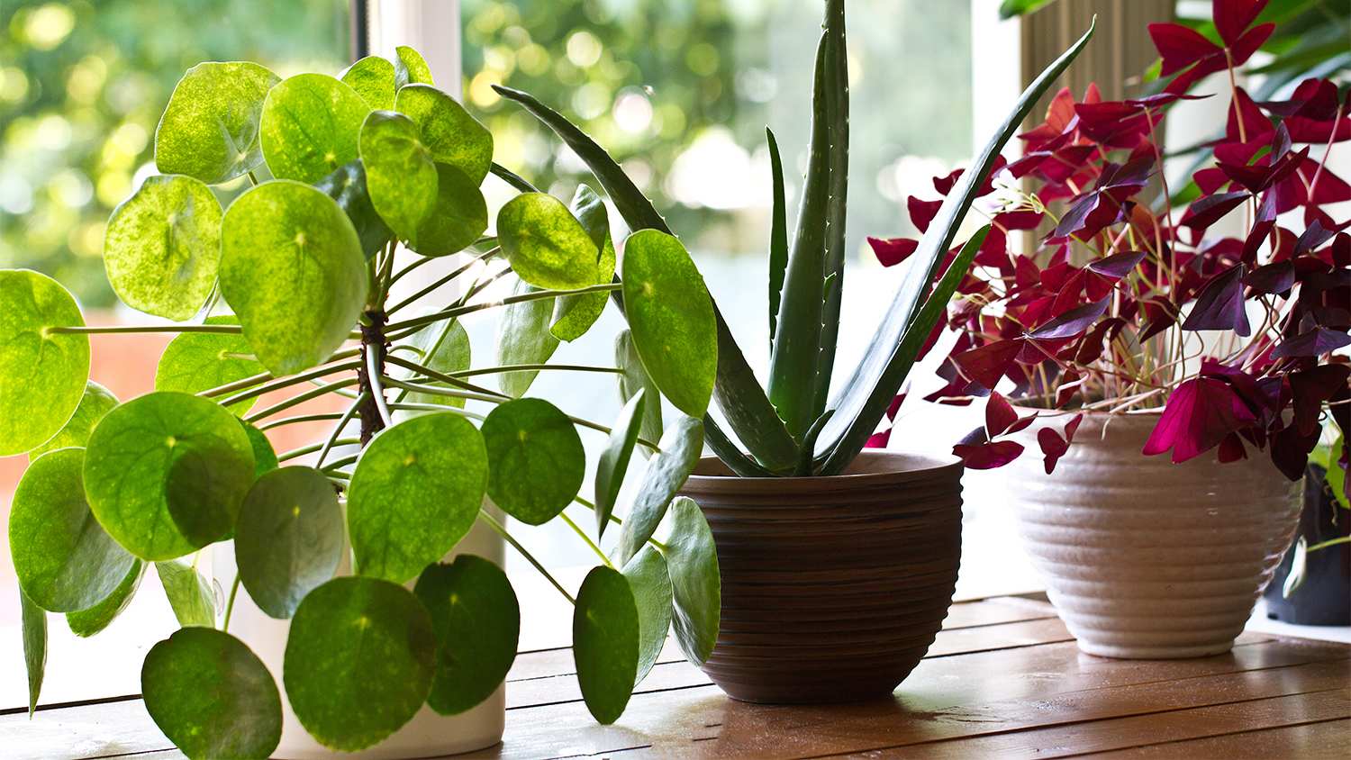 variety of plants on window sill