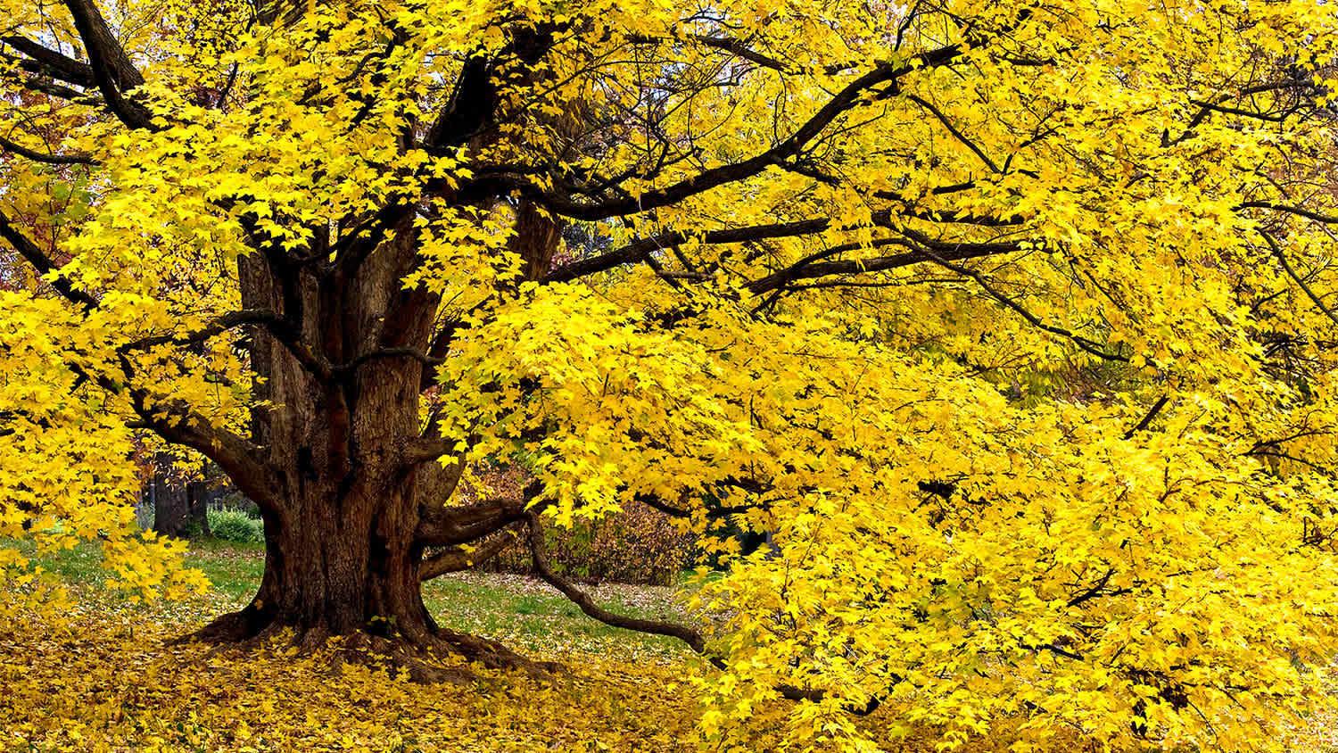 yellow miyabe maple tree