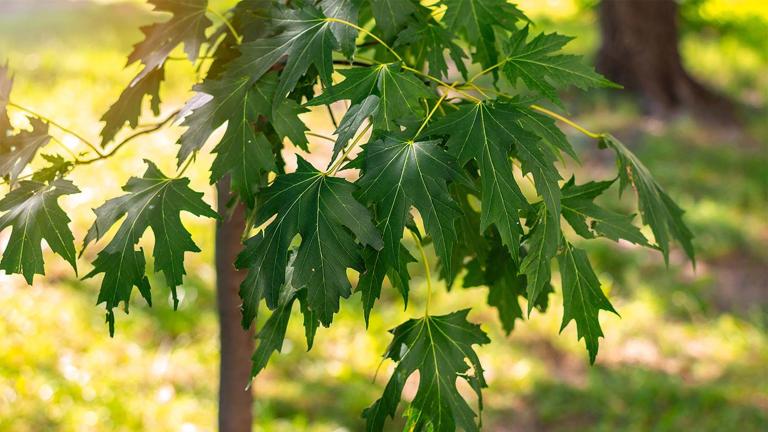 green silver maple leaf tree
